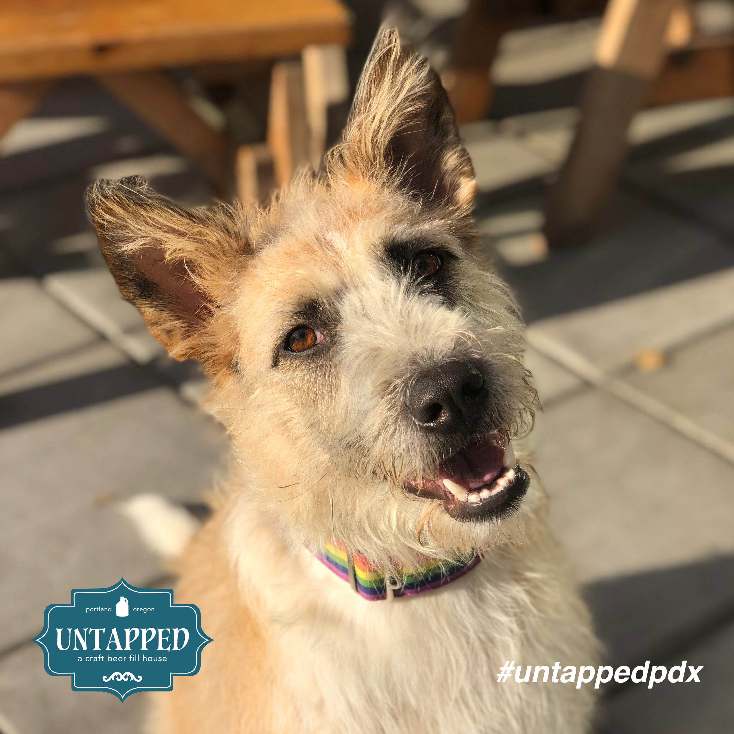 untapped_paws_on_patio_set2-04.png