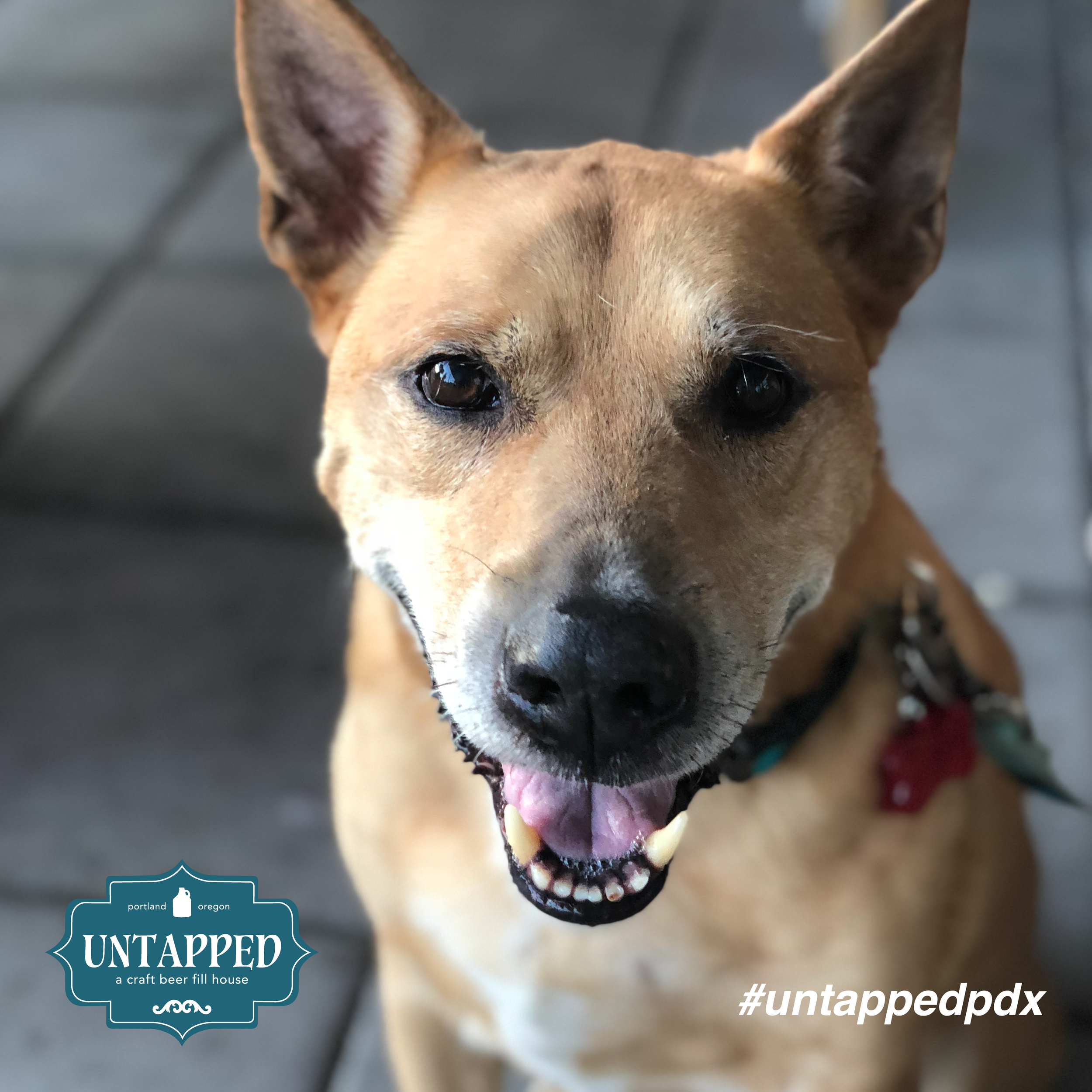 untapped_paws_on_patio_set2-05.png
