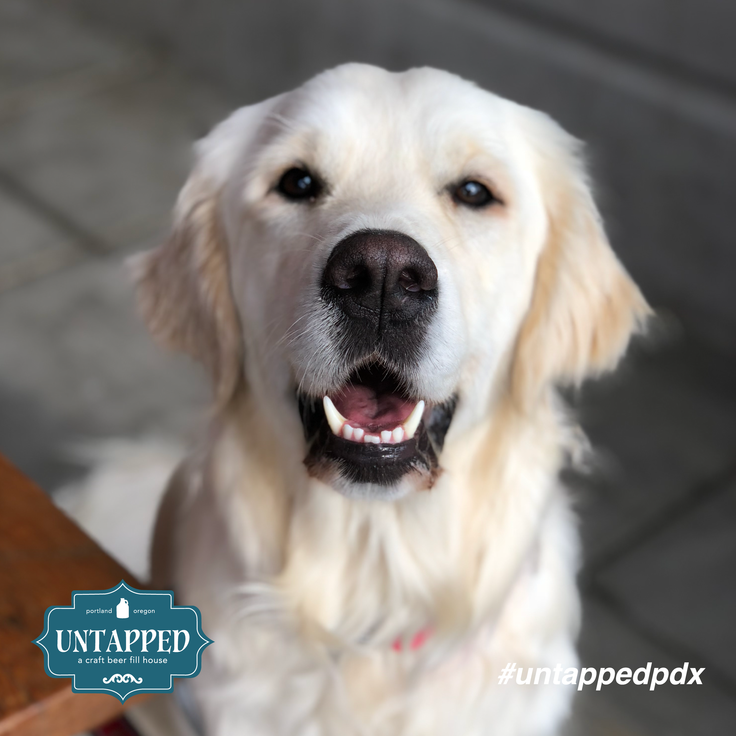 untapped_paws_on_patio_set2-02.png