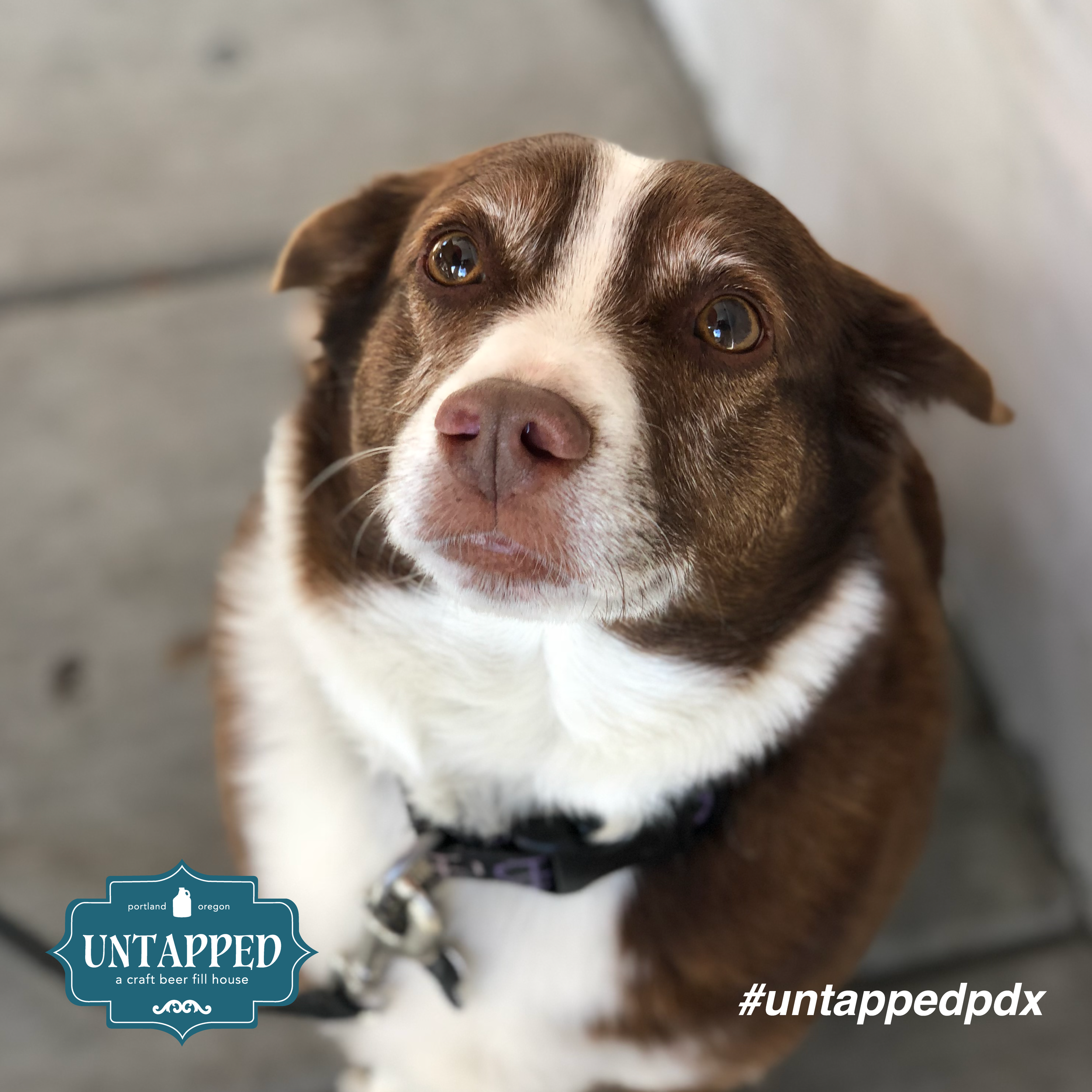 untapped_paws_on_patio_set3-01.png