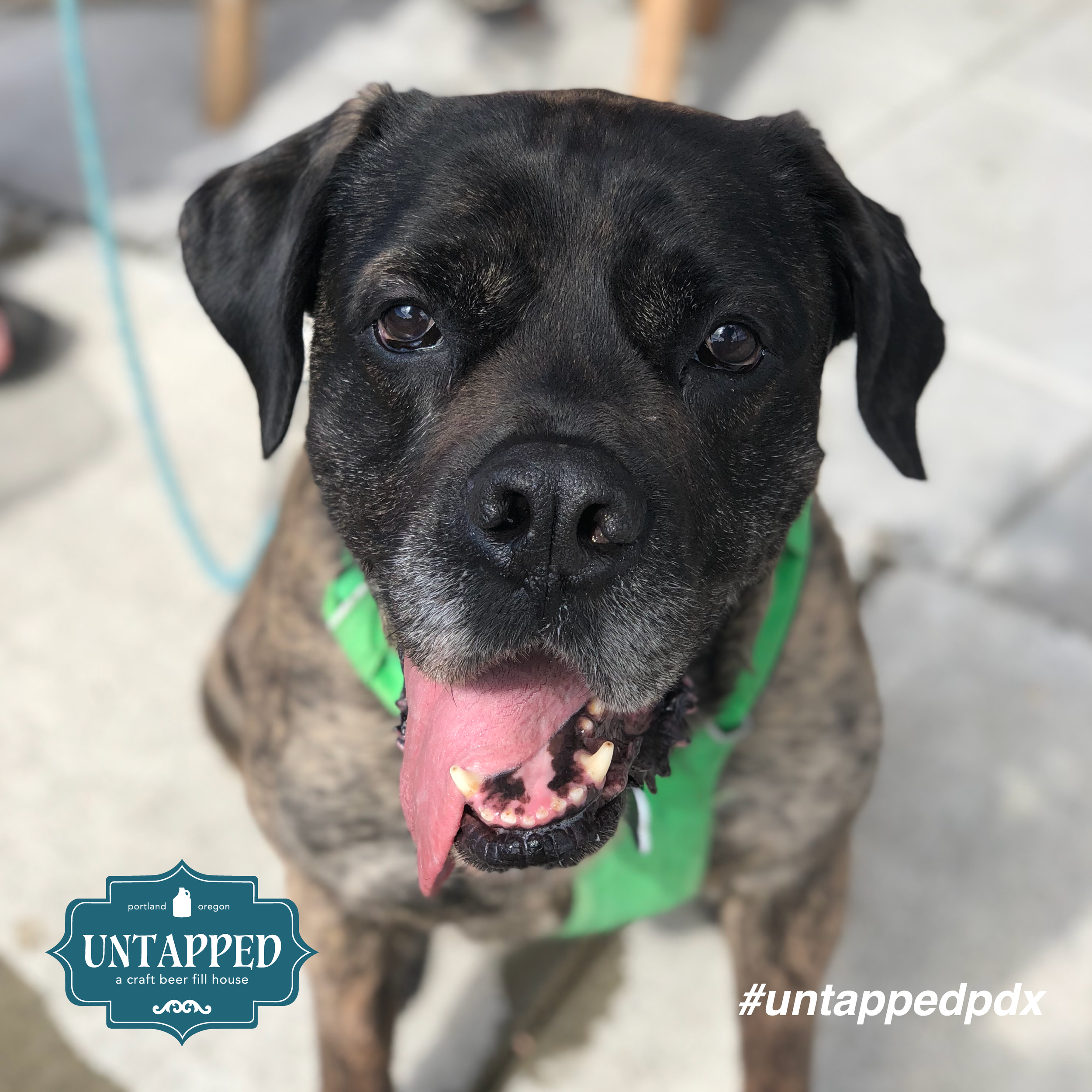 untapped_paws_on_patio_set3-03.png