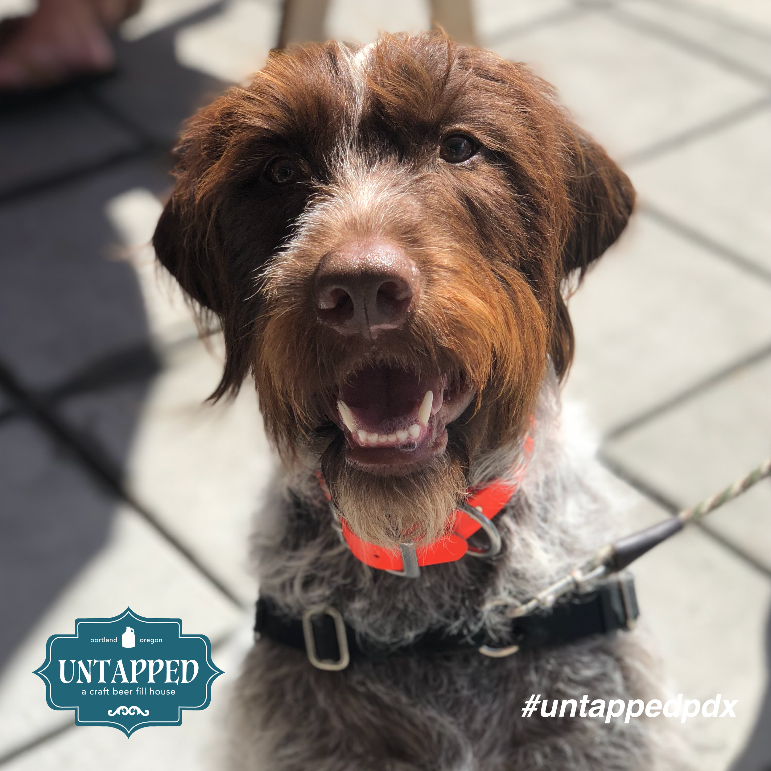 untapped_paws_on_patio_set3-04.png
