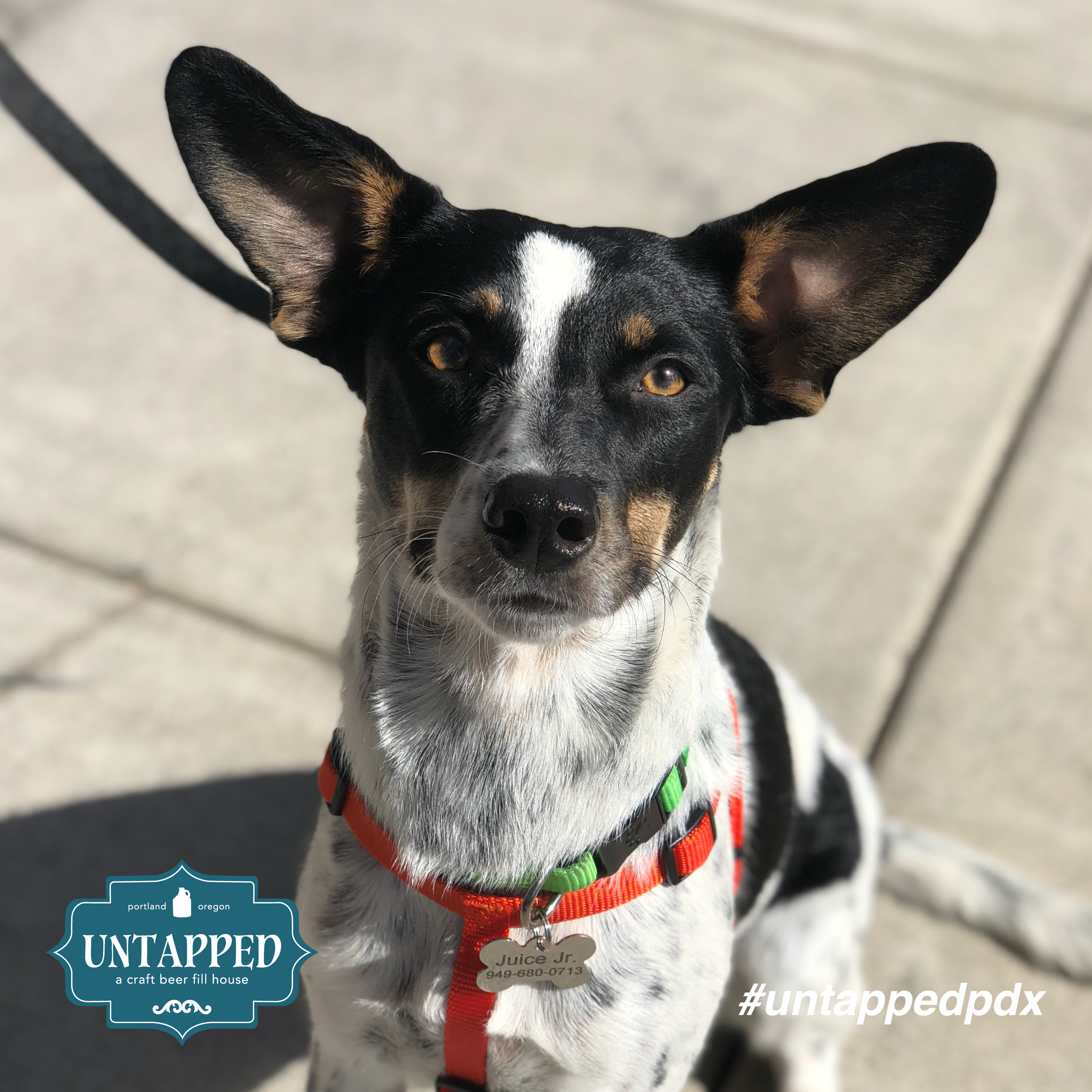 untapped_paws_on_patio_set3-05.png
