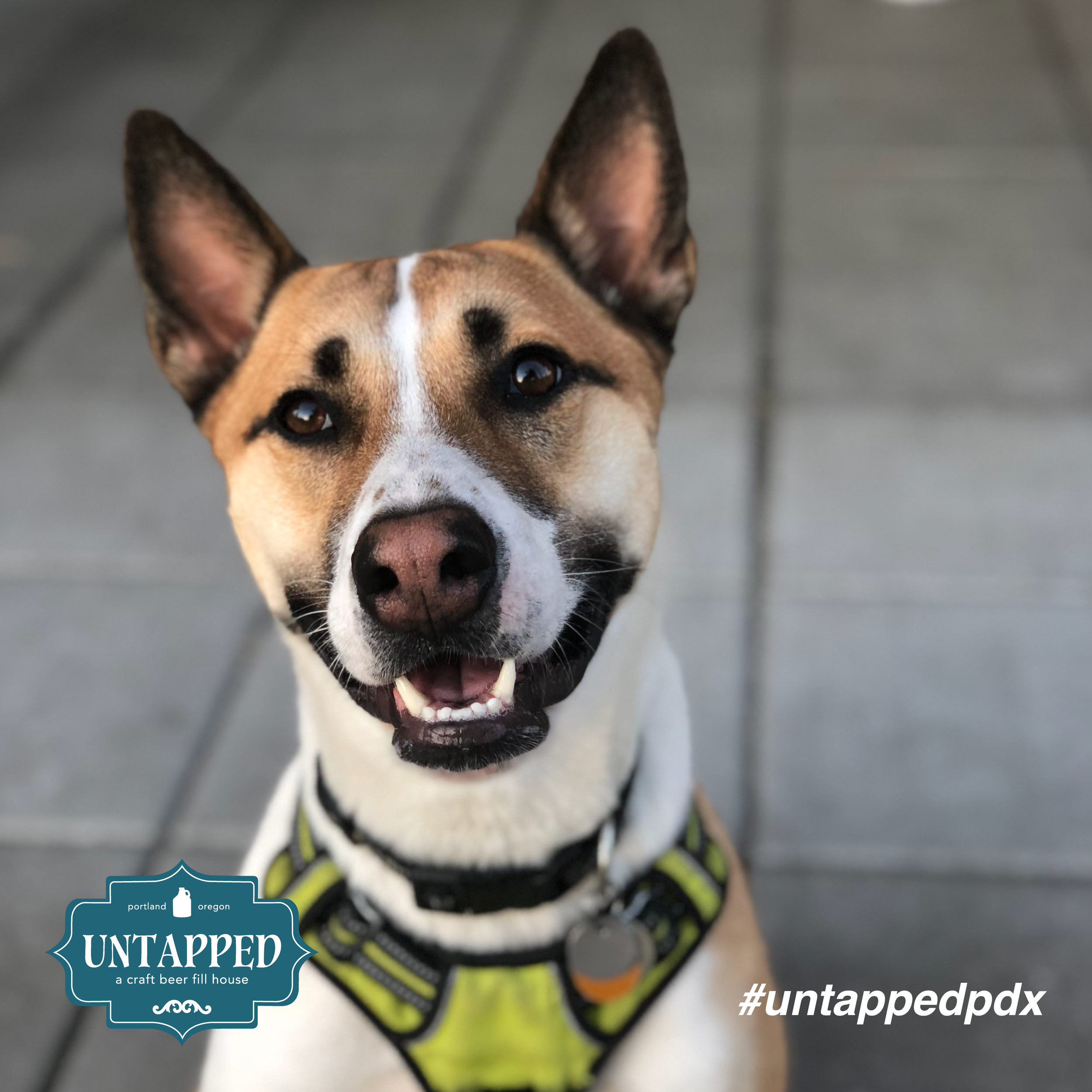 untapped_paws_on_patio_set3-02.png
