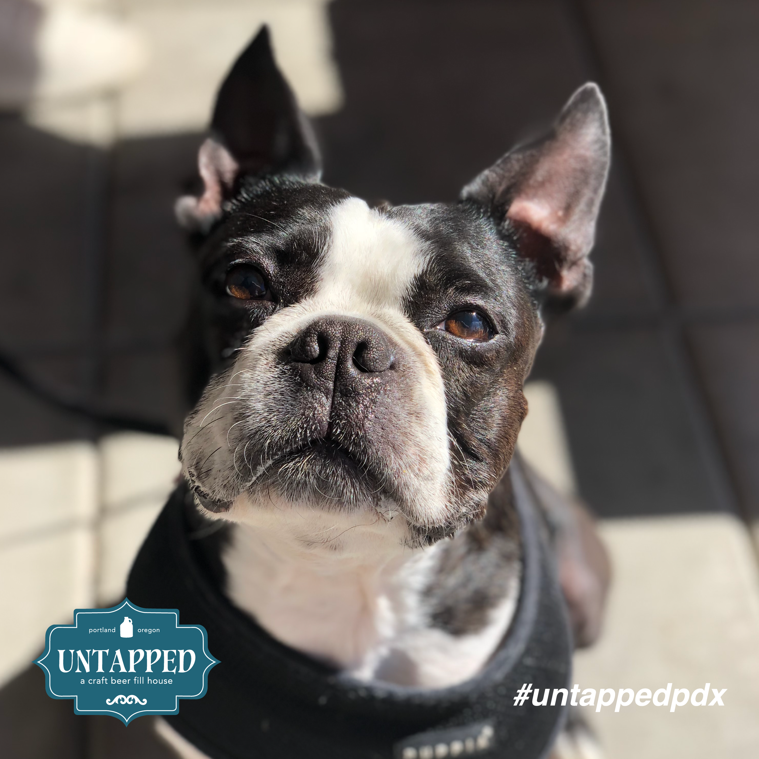 untapped_paws_on_patio_set3-06.png