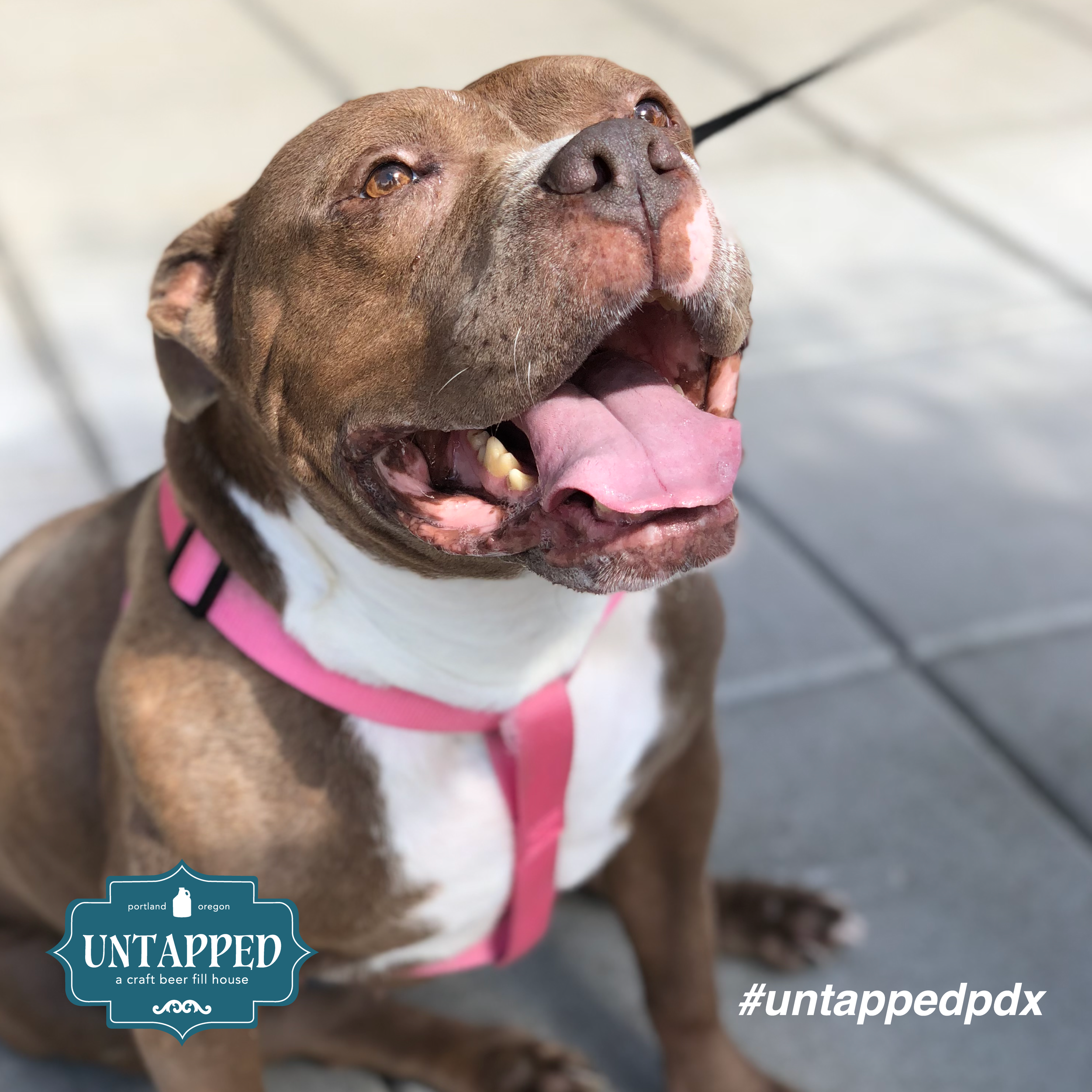 untapped_paws_on_patio_set4-01.png
