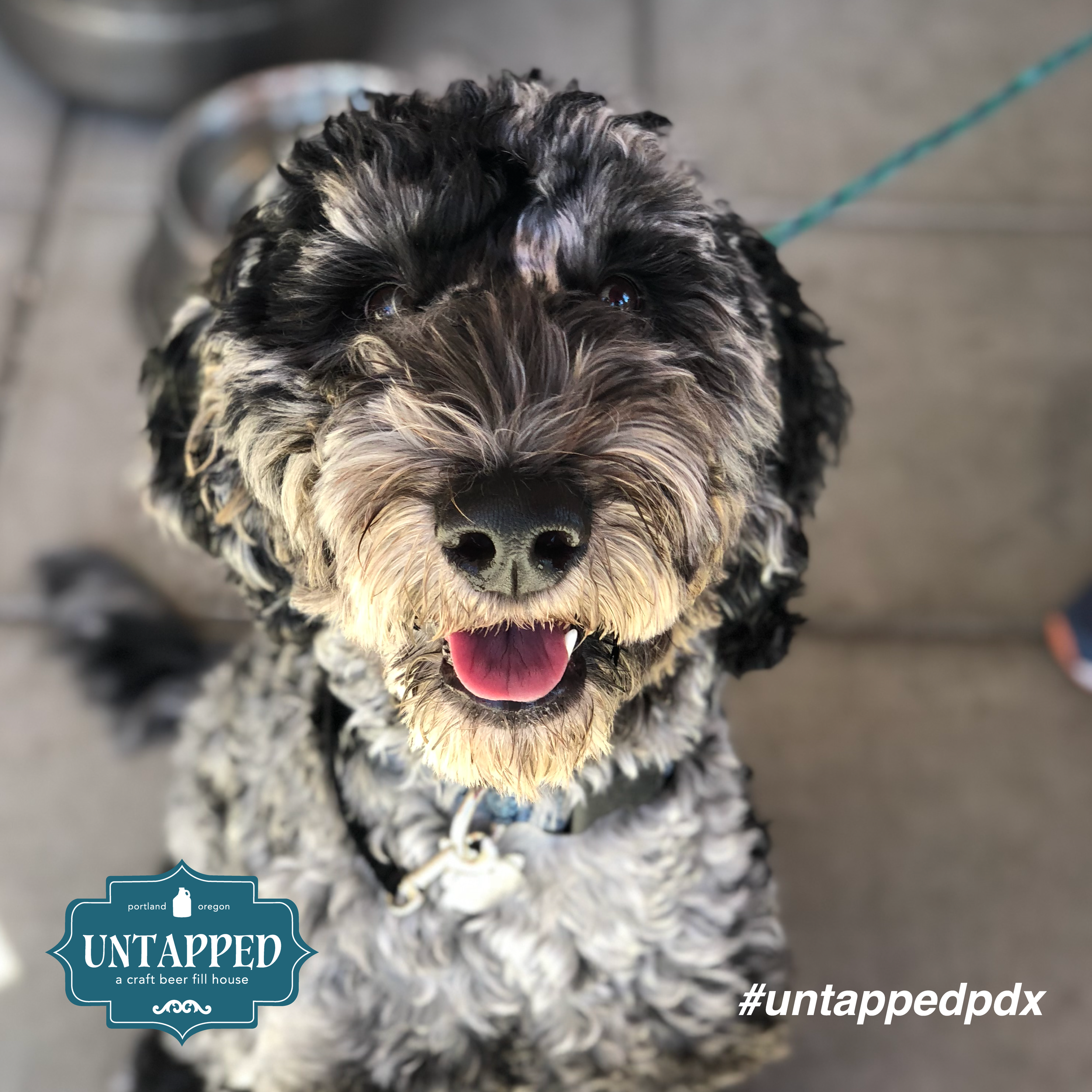 untapped_paws_on_patio_set4-02.png