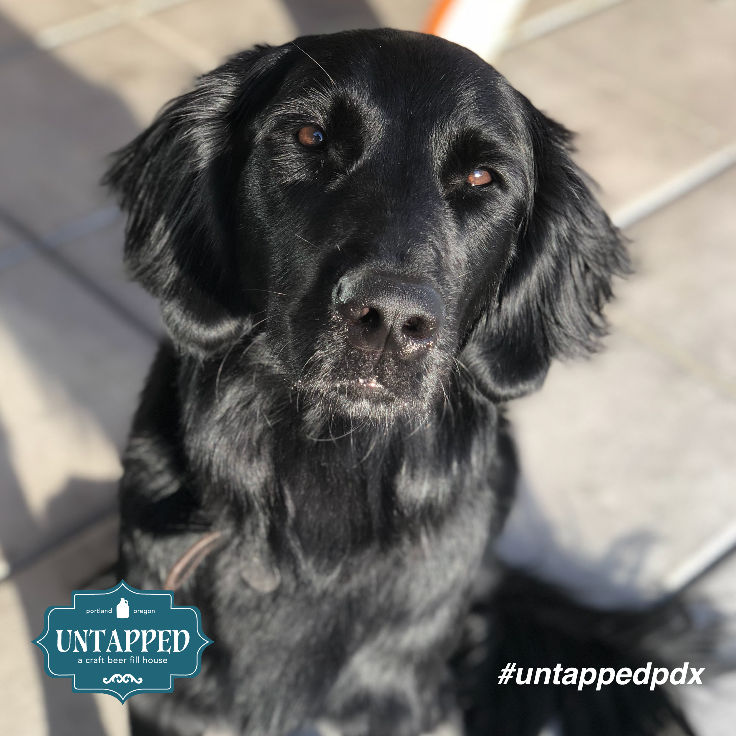 untapped_paws_on_patio_set4-03.png