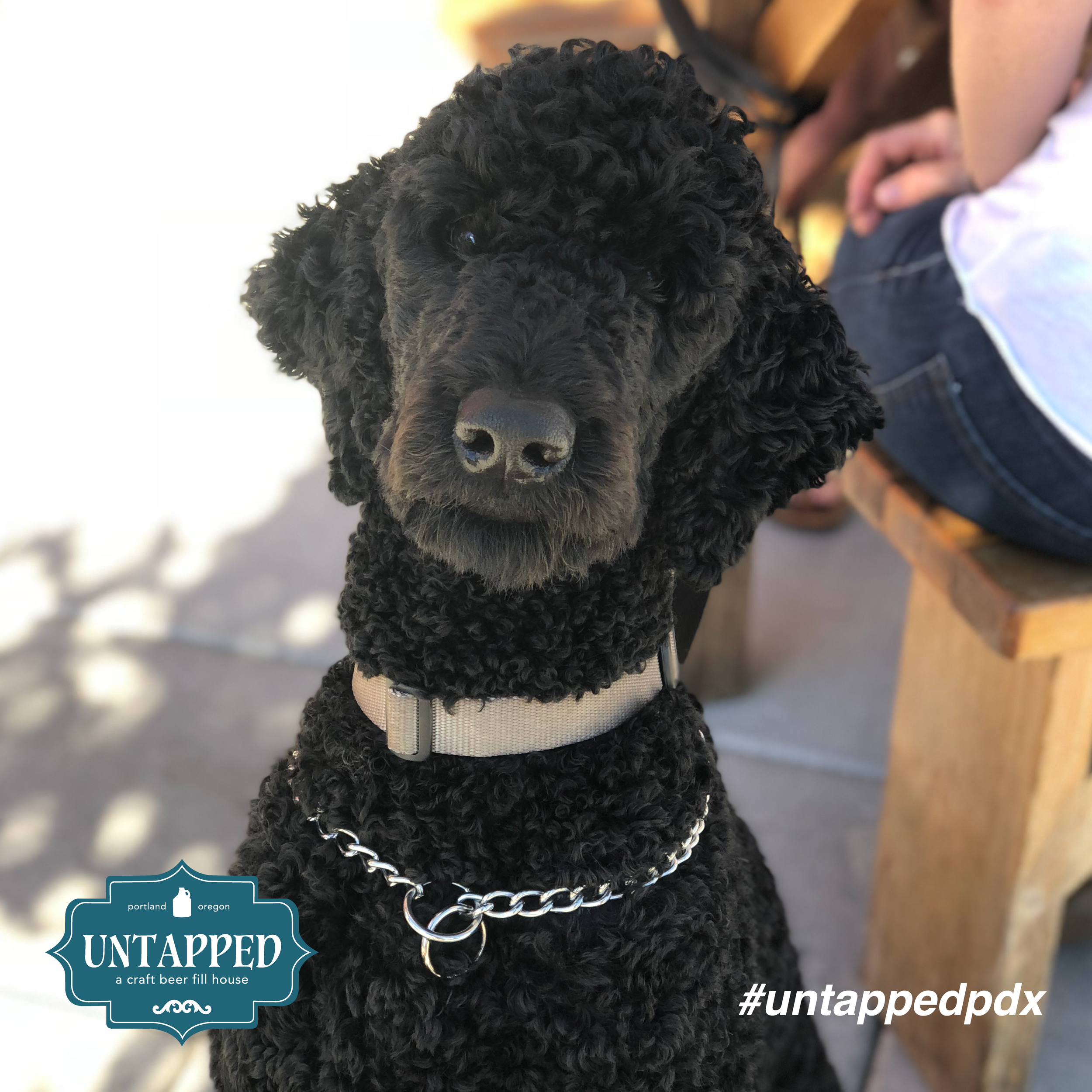 untapped_paws_on_patio_set4-04.png