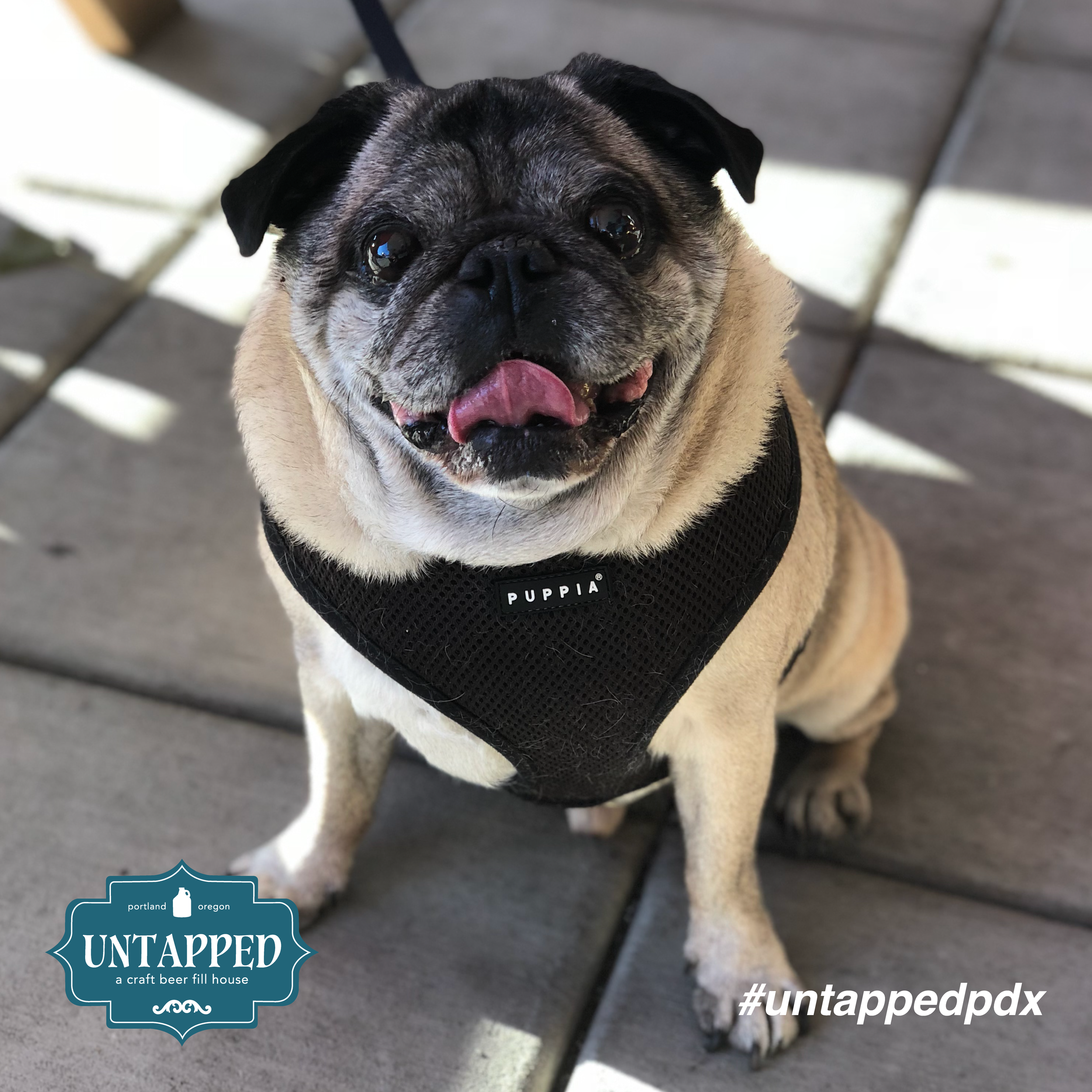 untapped_paws_on_patio_set5-03.png