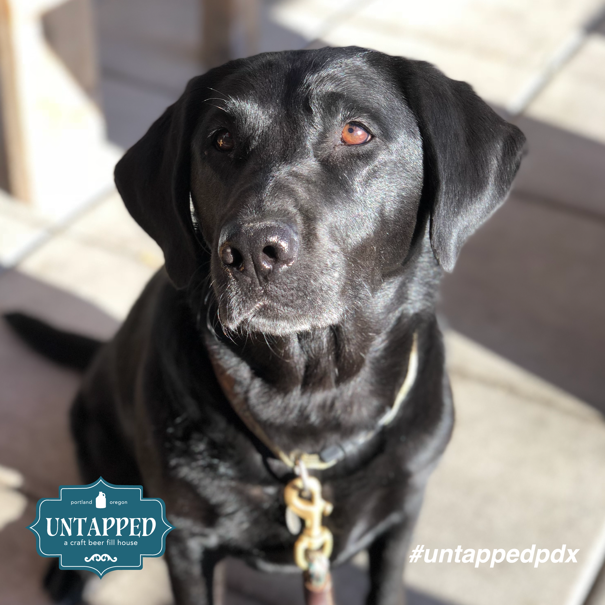 untapped_paws_on_patio_set5-04.png