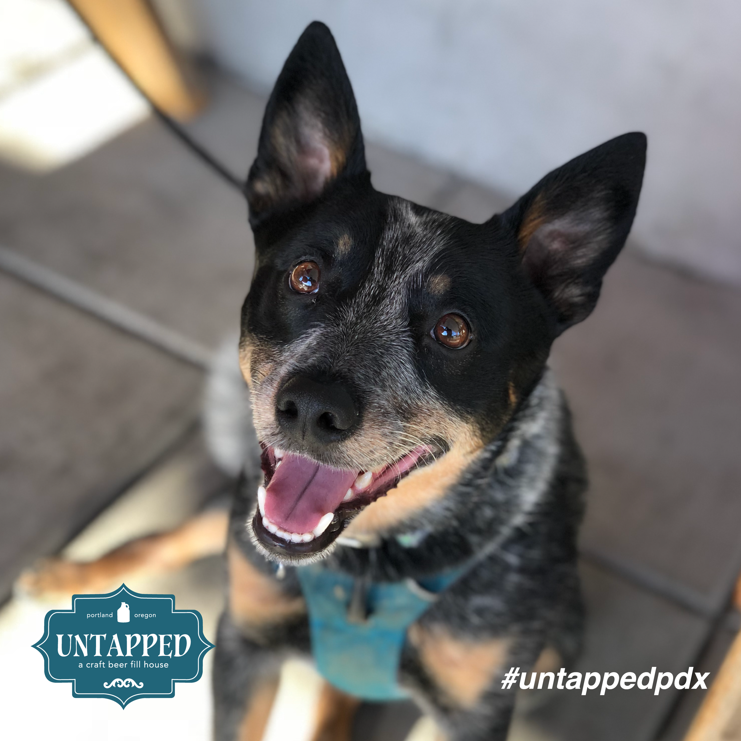 untapped_paws_on_patio_set5-02.png