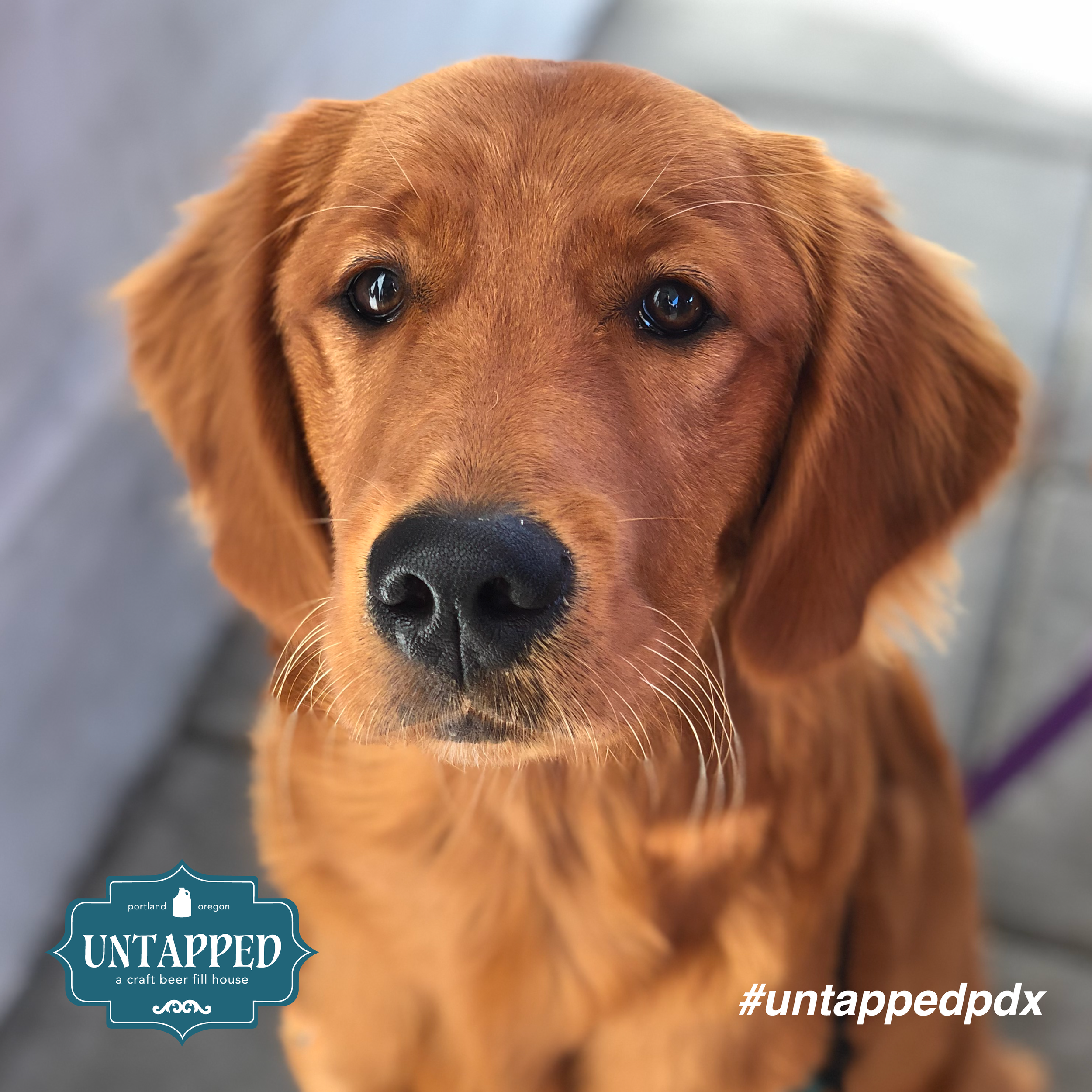 untapped_paws_on_patio_set5-01.png