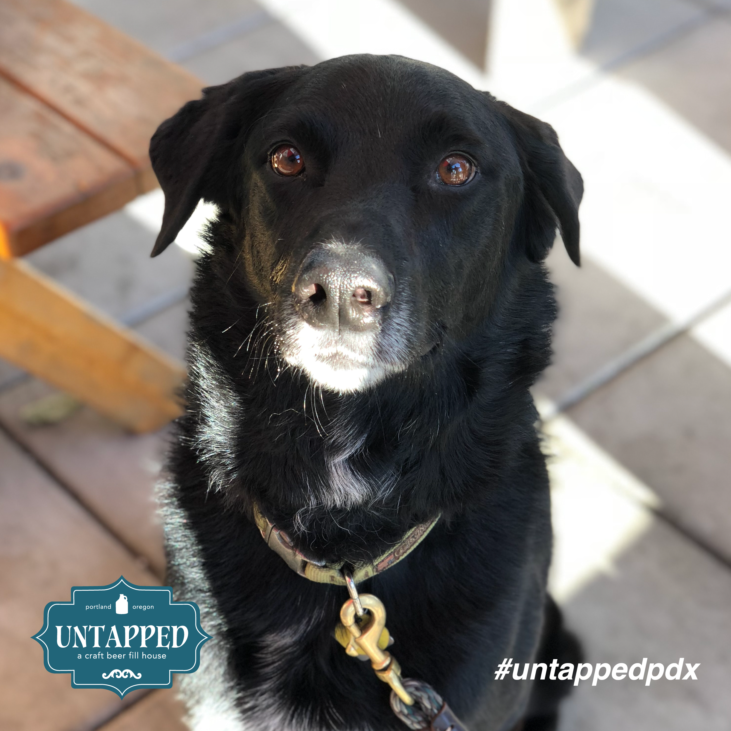 untapped_paws_on_patio_set5-07.png