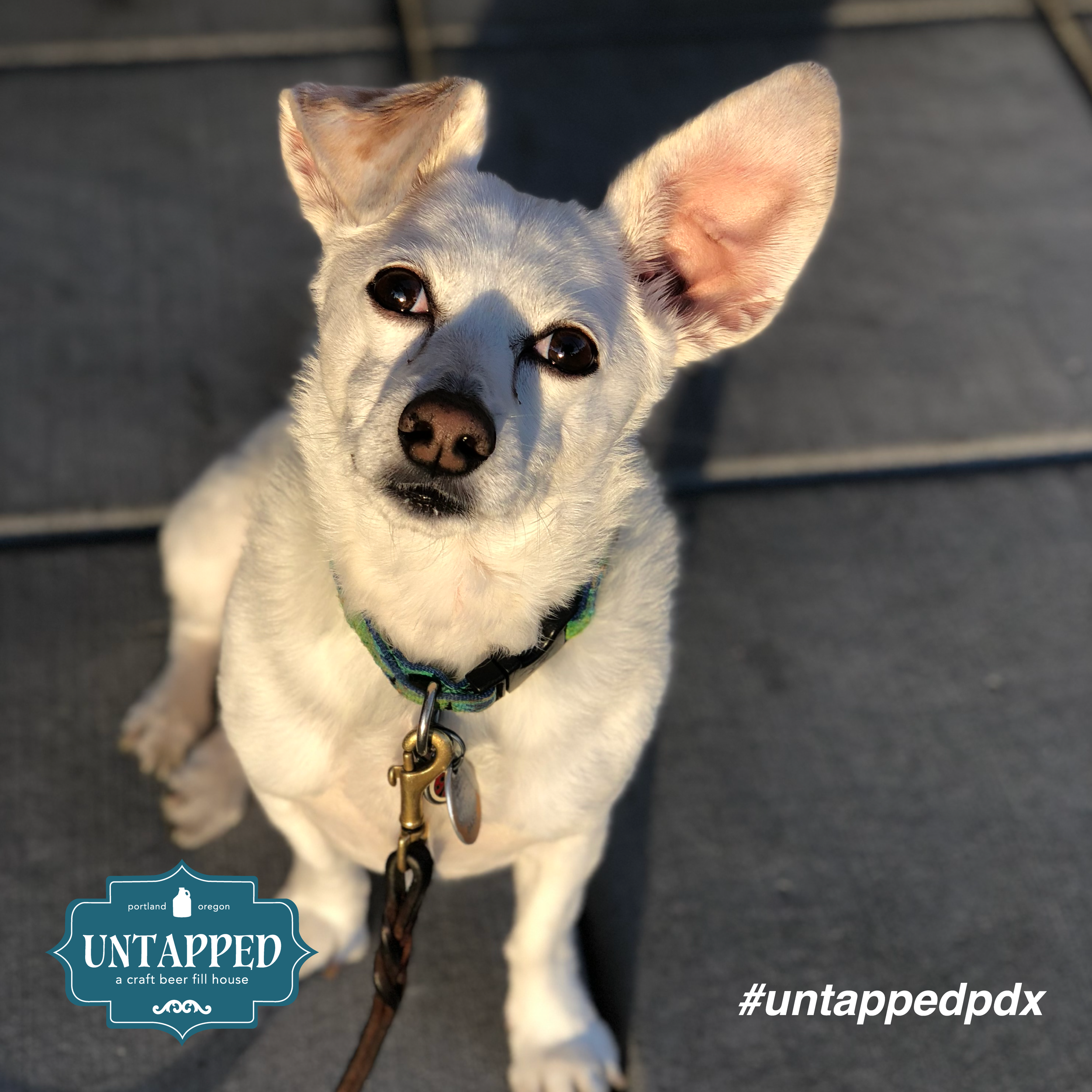 untapped_paws_on_patio_set6-02.png