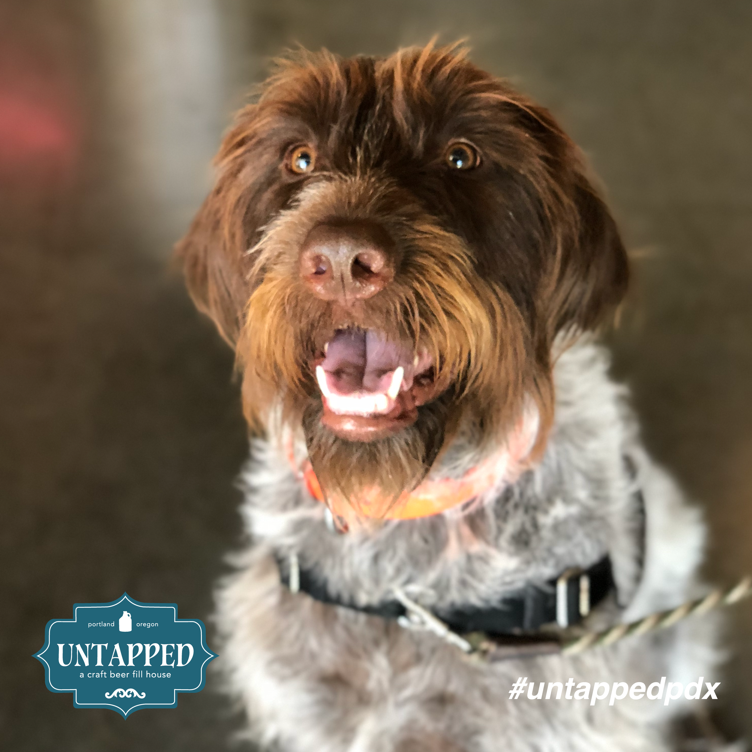 untapped_paws_on_patio-10.png