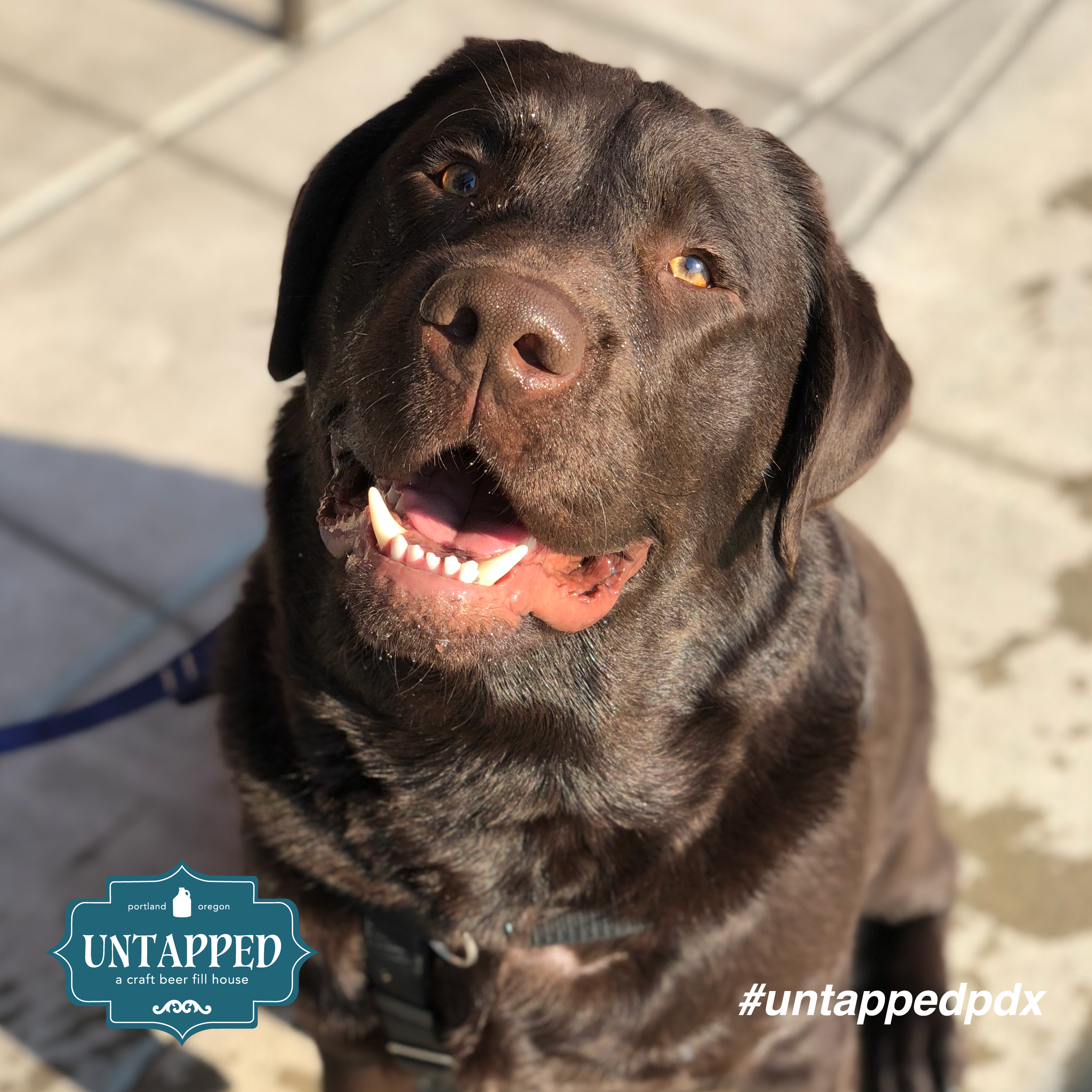 untapped_paws_on_patio-09.png