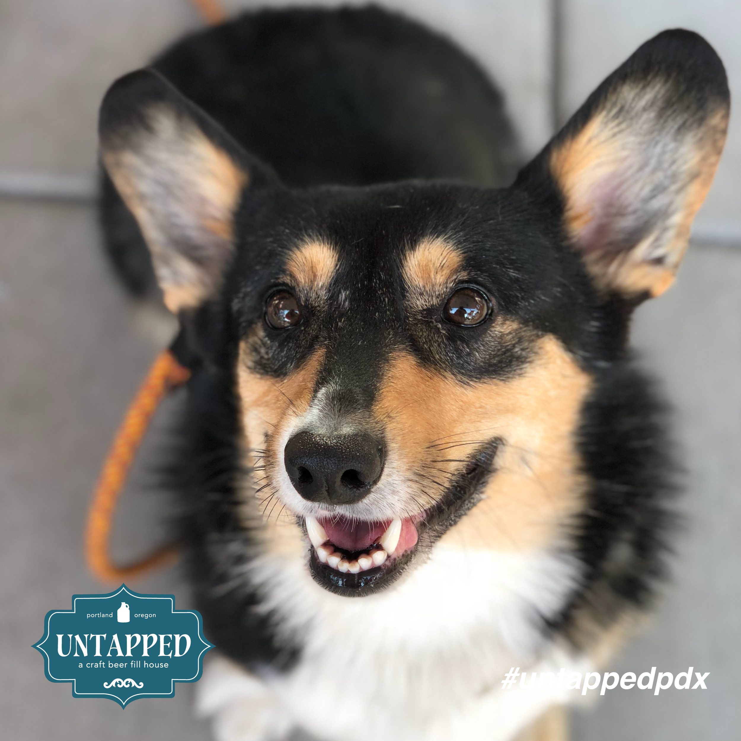 untapped_paws_on_patio-08.png