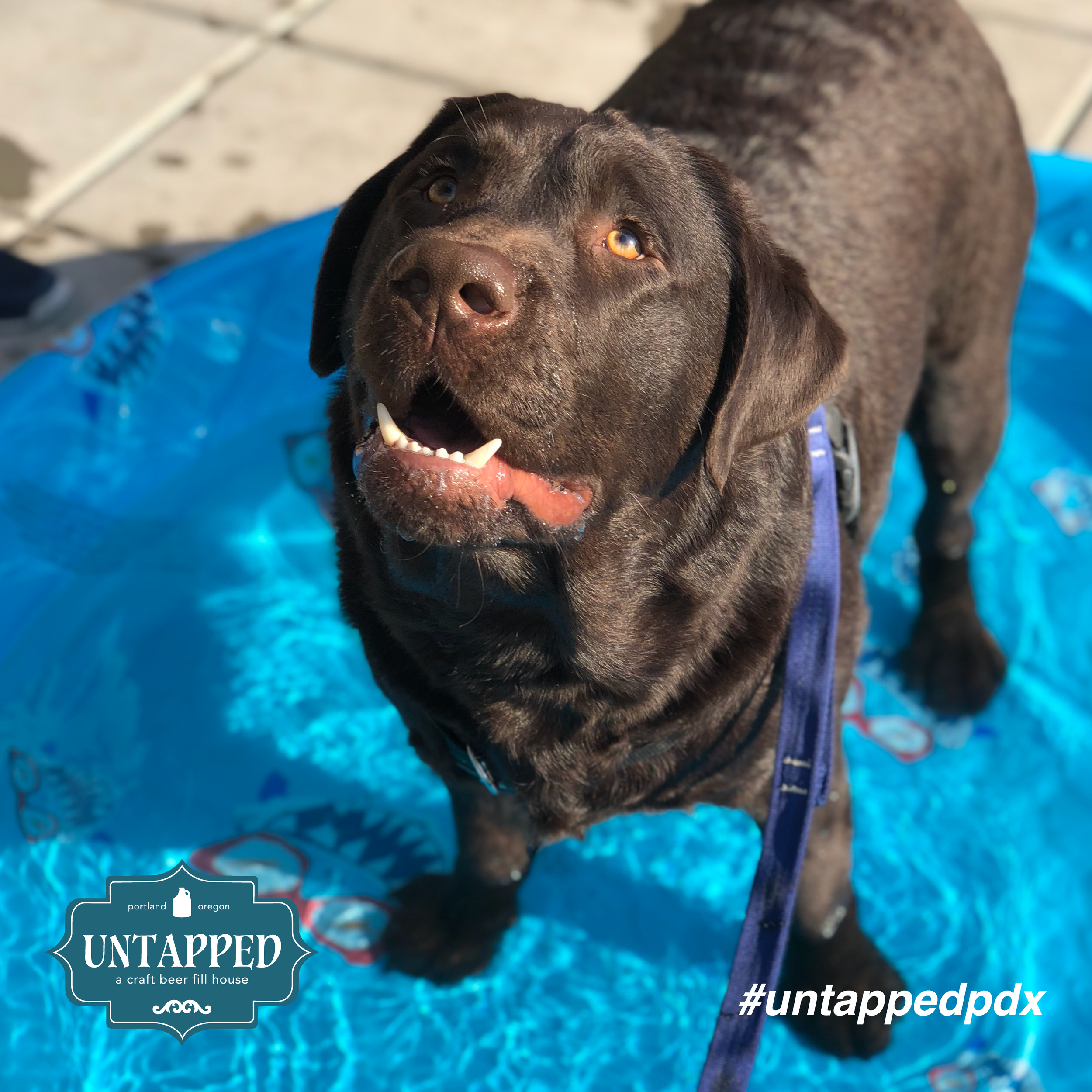 untapped_paws_on_patio-07.png