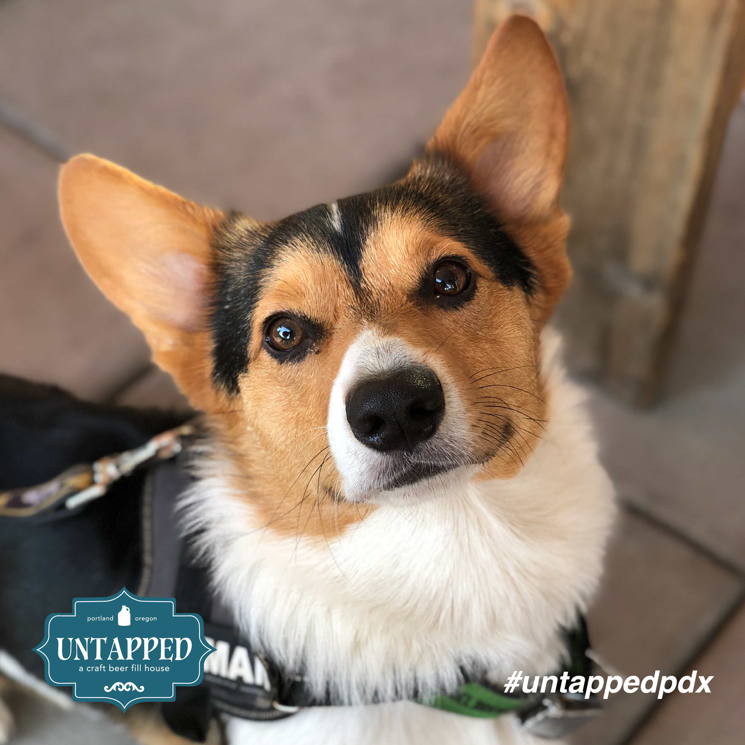 untapped_paws_on_patio-06.png