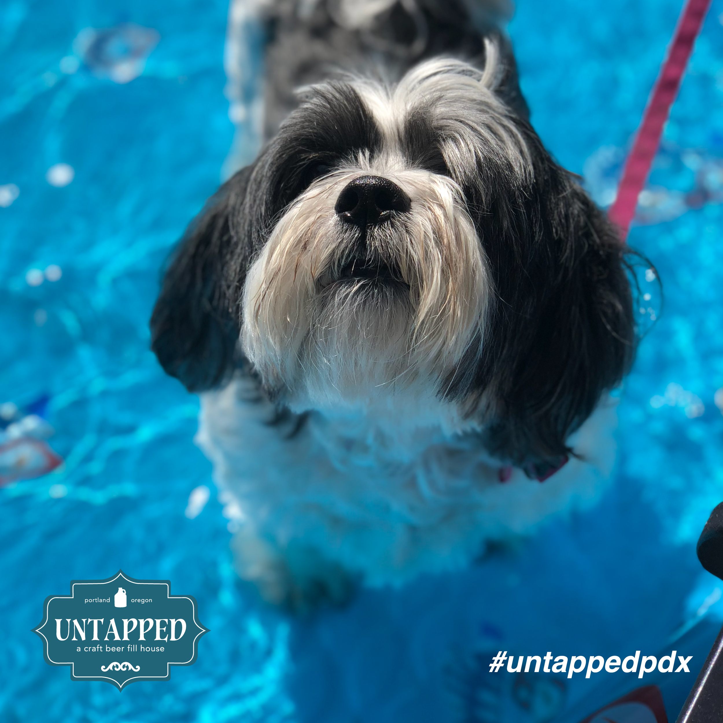 untapped_paws_on_patio_set7-05.png
