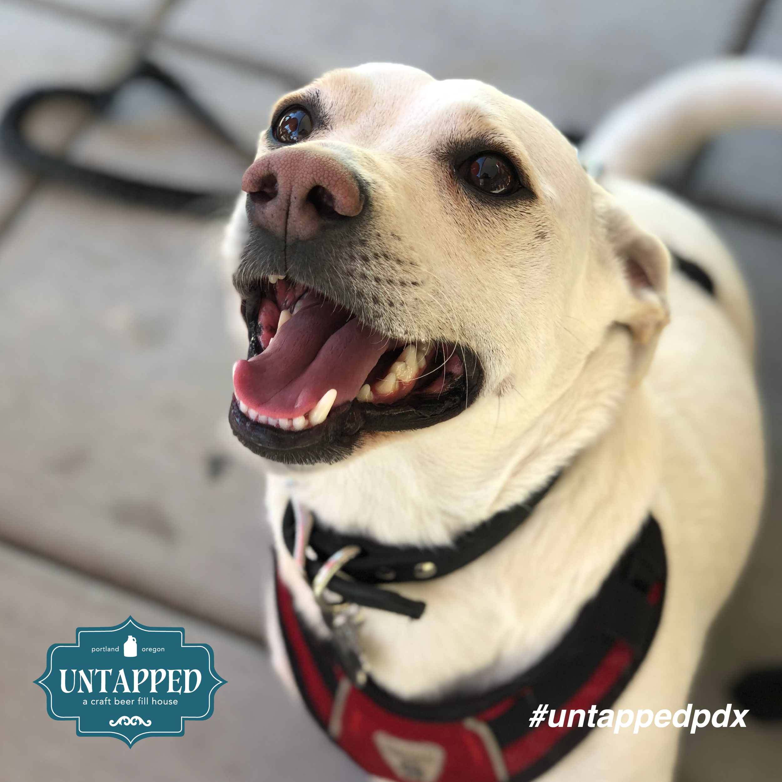 untapped_paws_on_patio_set7-04.png
