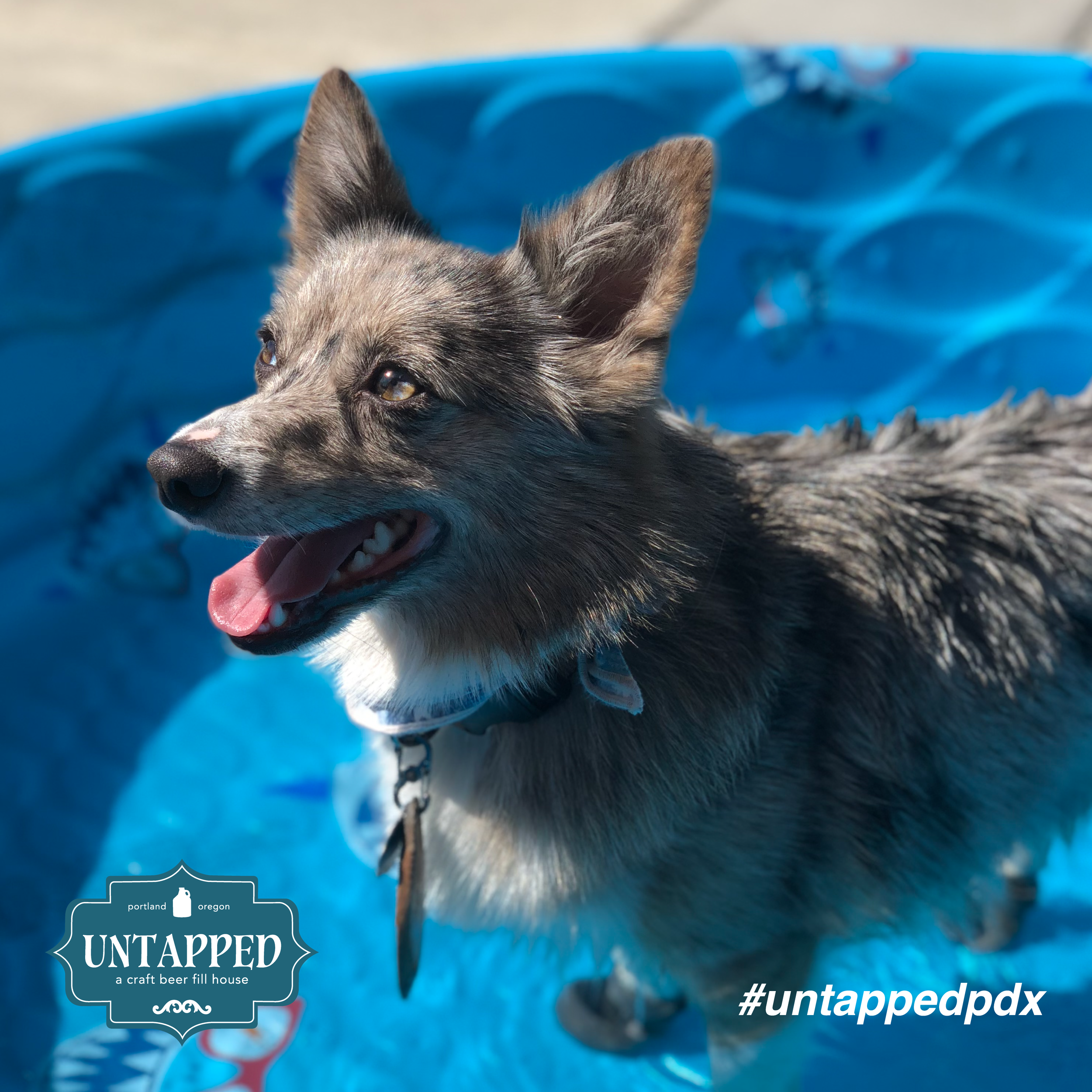 untapped_paws_on_patio_set7-03.png