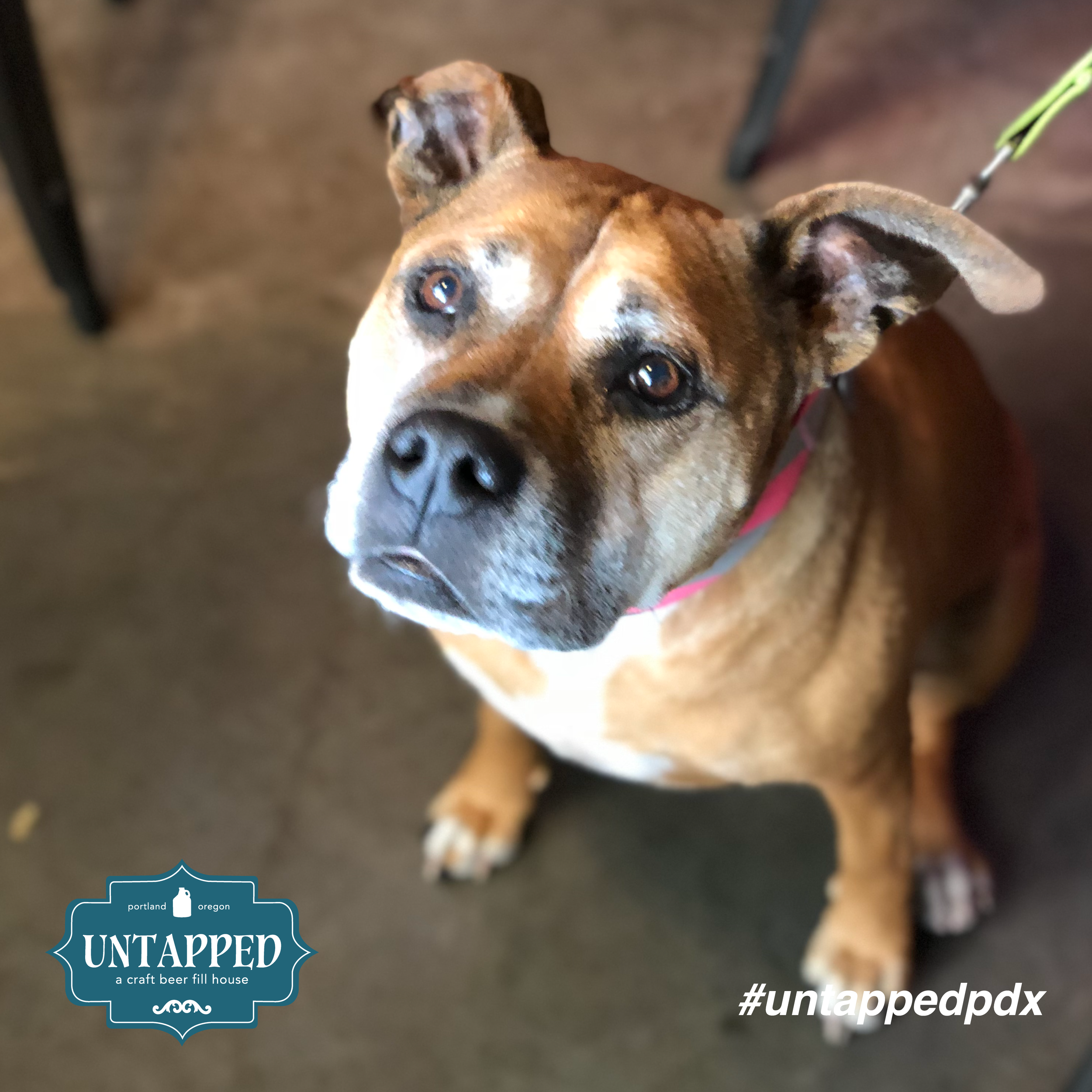 untapped_paws_on_patio_set7-01.png