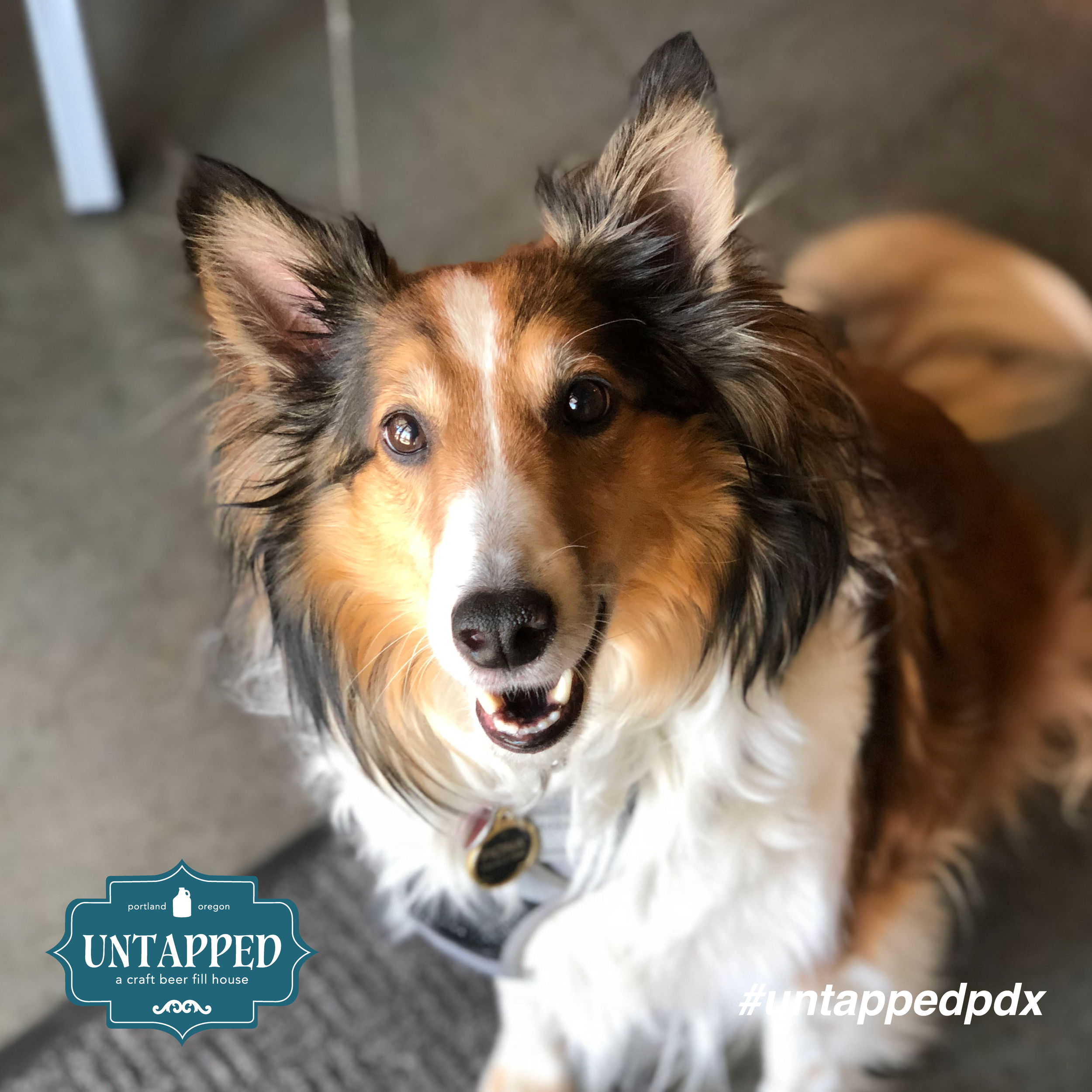 untapped_paws_on_patio_set7-02.png