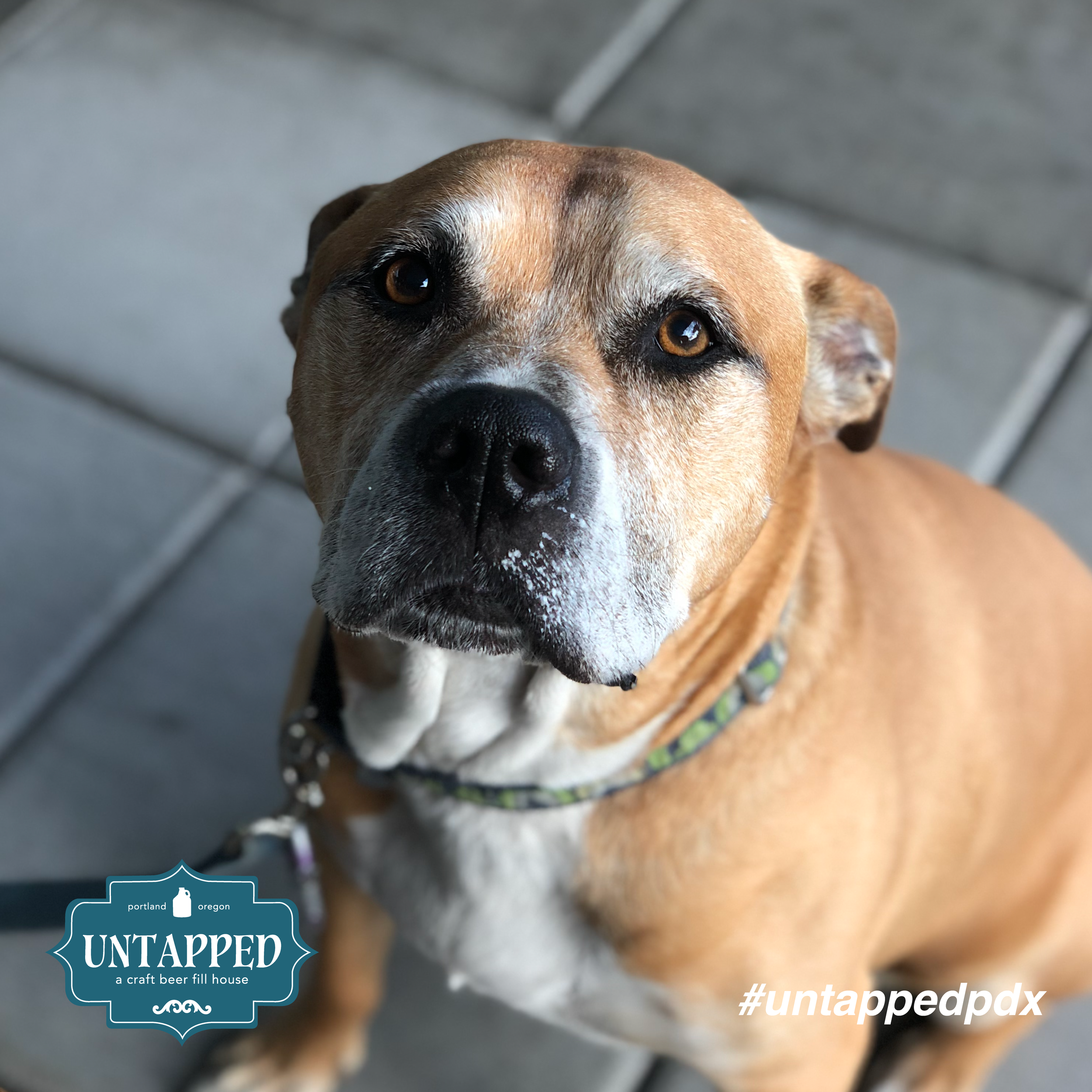 untapped_paws_on_patio_set8-01.png