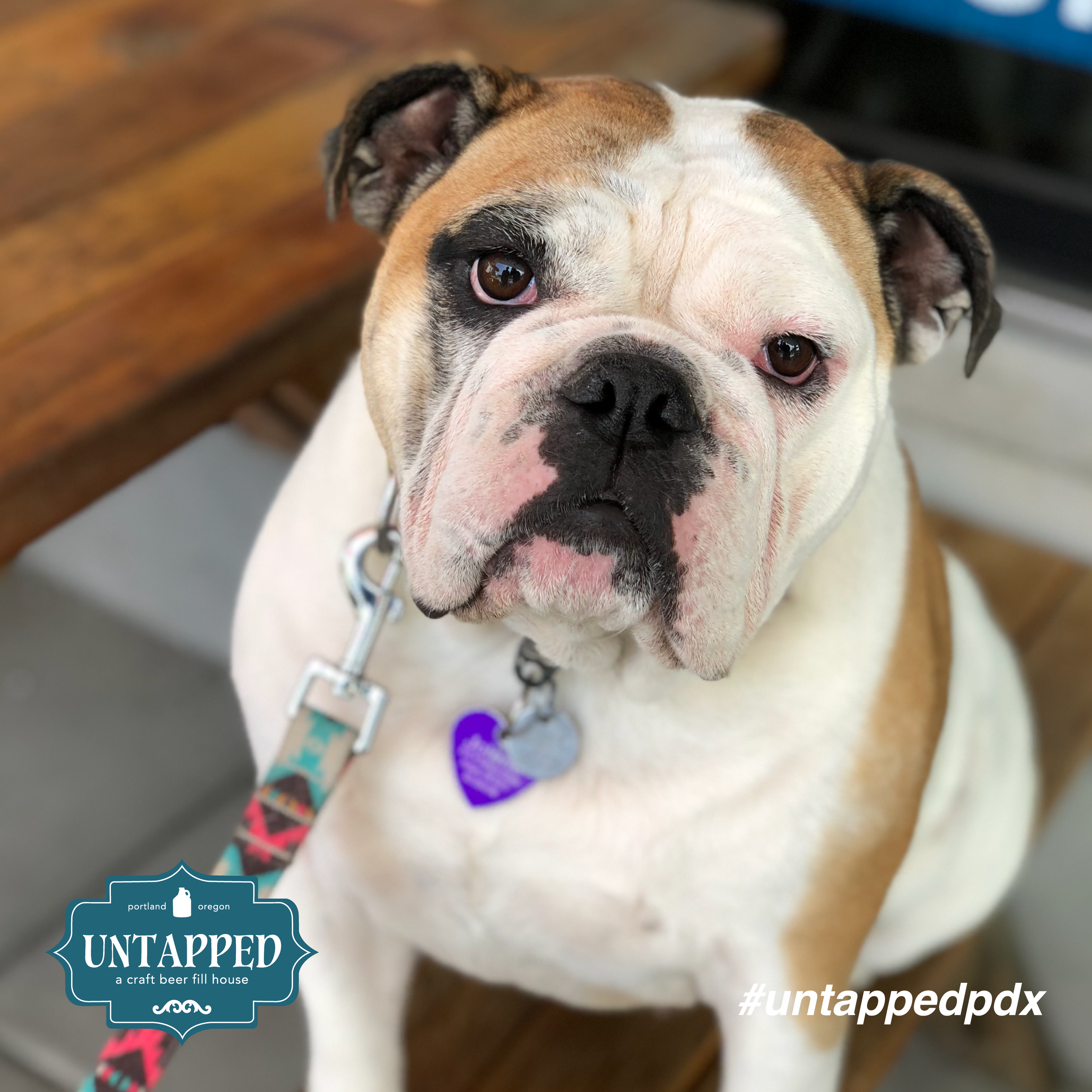 untapped_paws_on_patio_set8-02.png