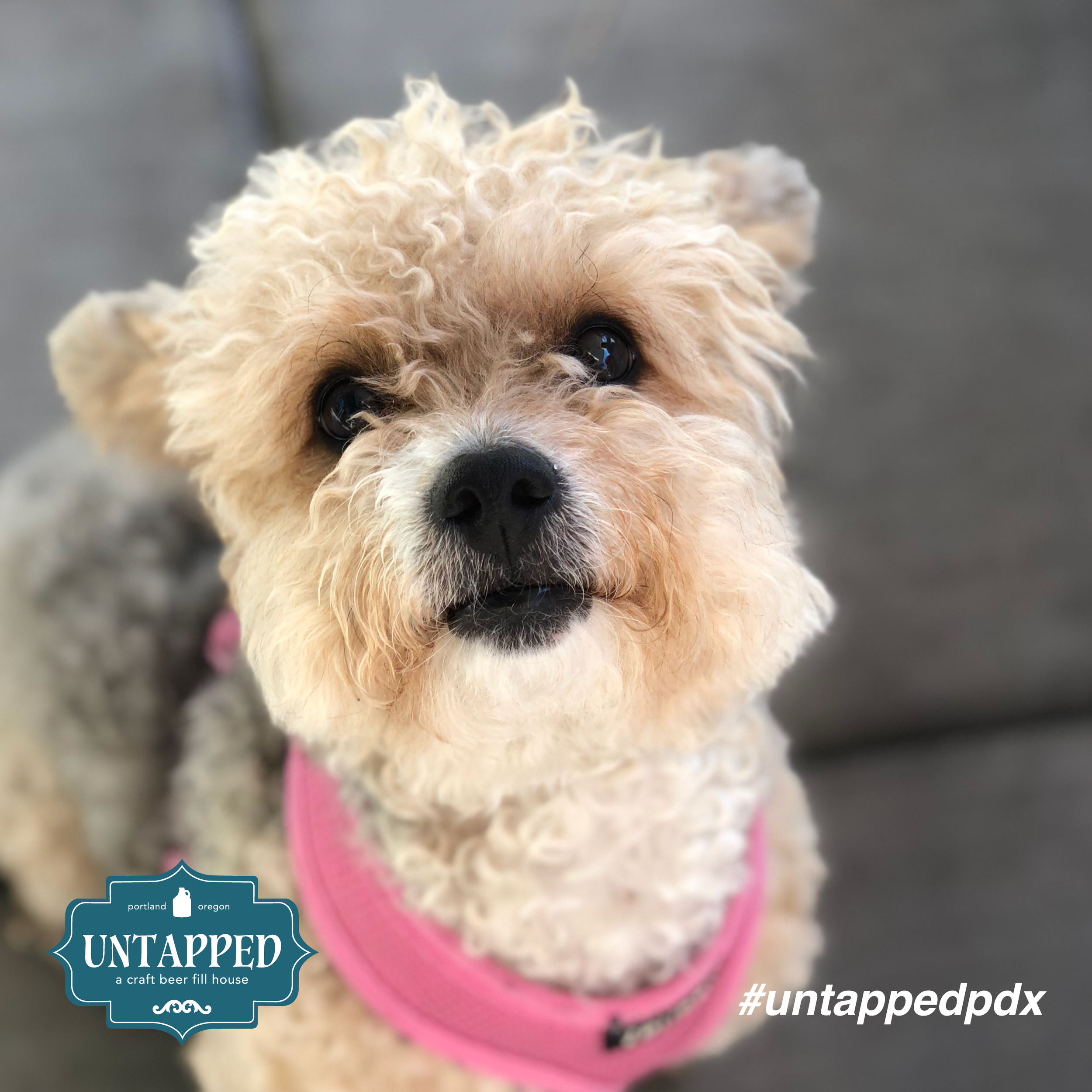 untapped_paws_on_patio_set8-03.png