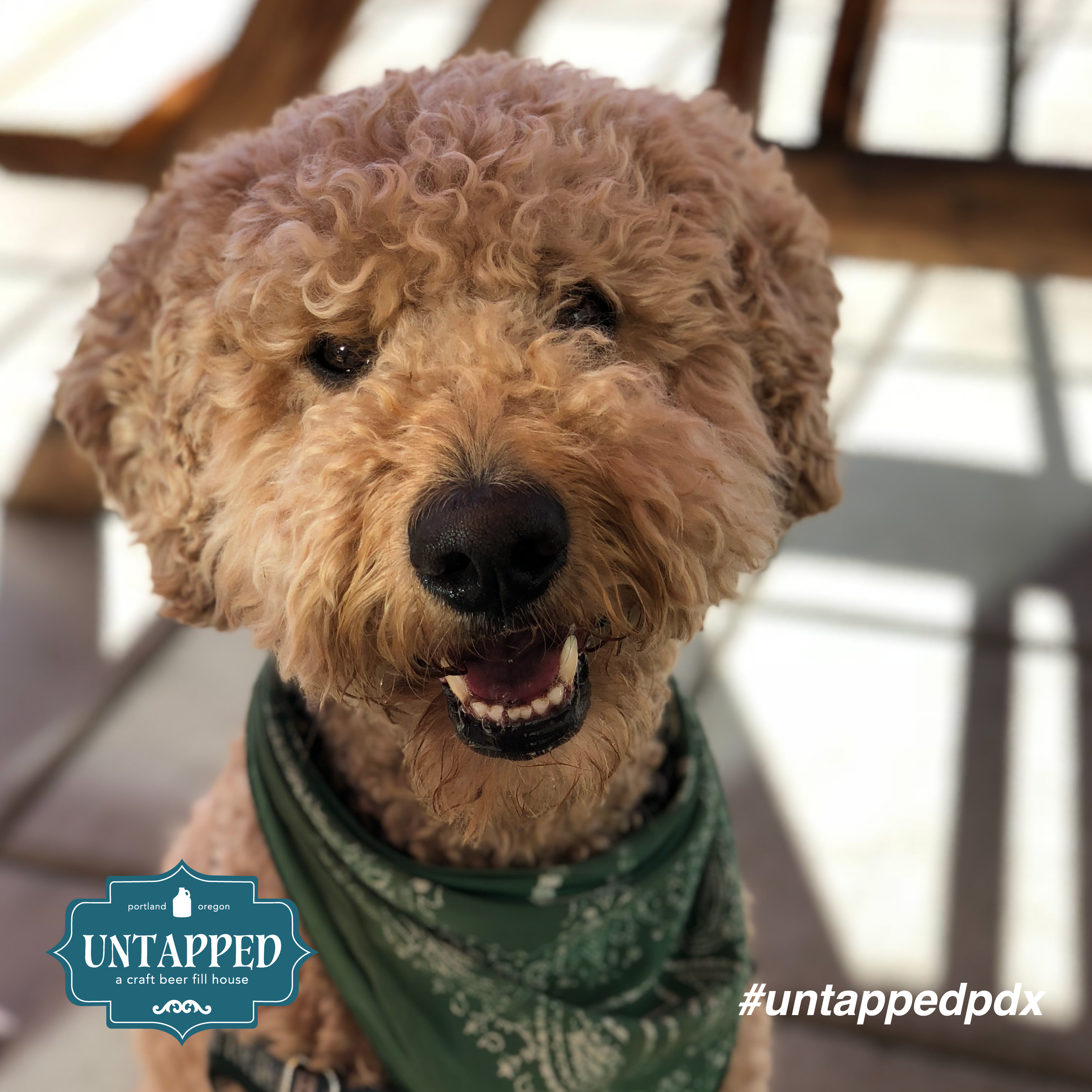 untapped_paws_on_patio_september-07.png