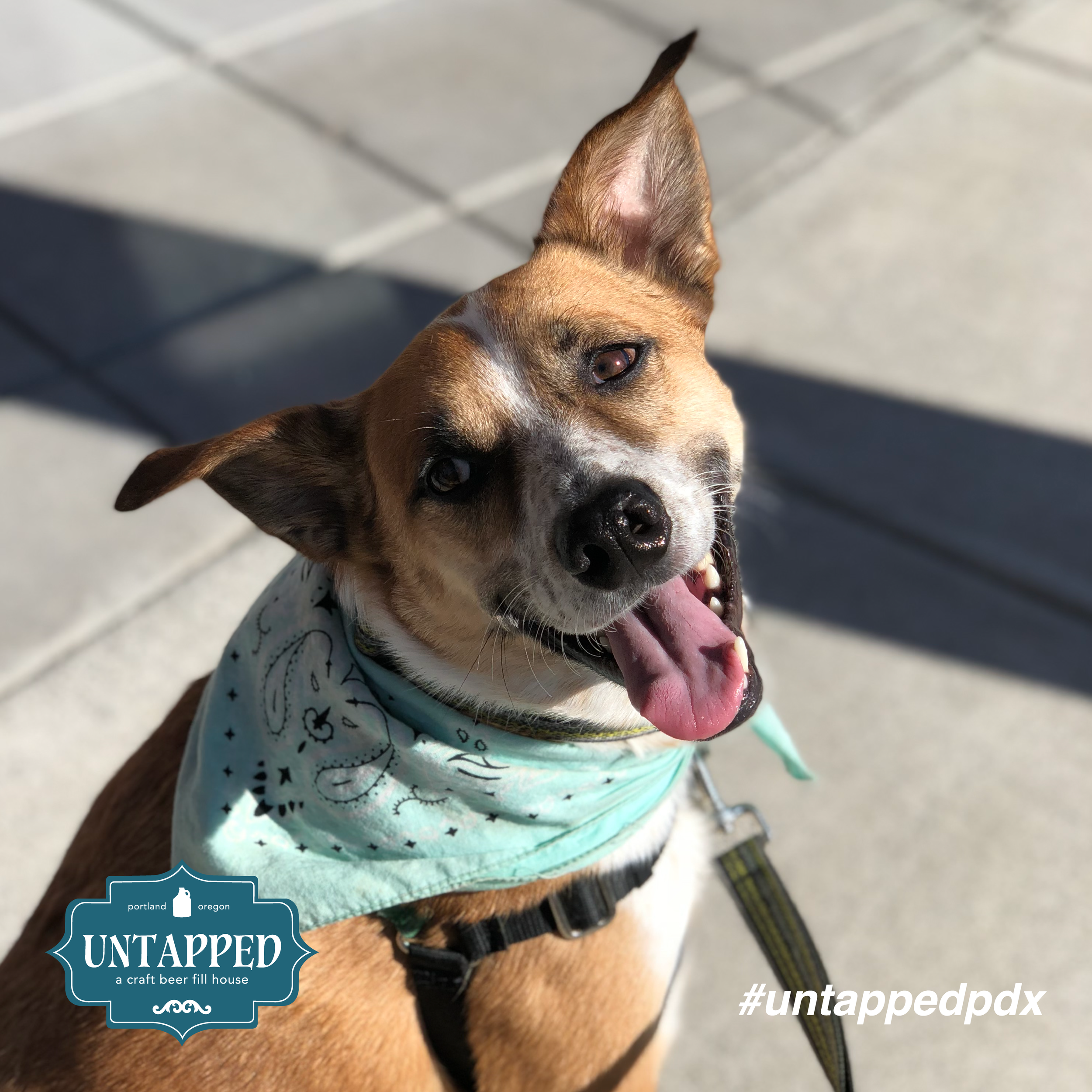 untapped_paws_on_patio_september-03.png