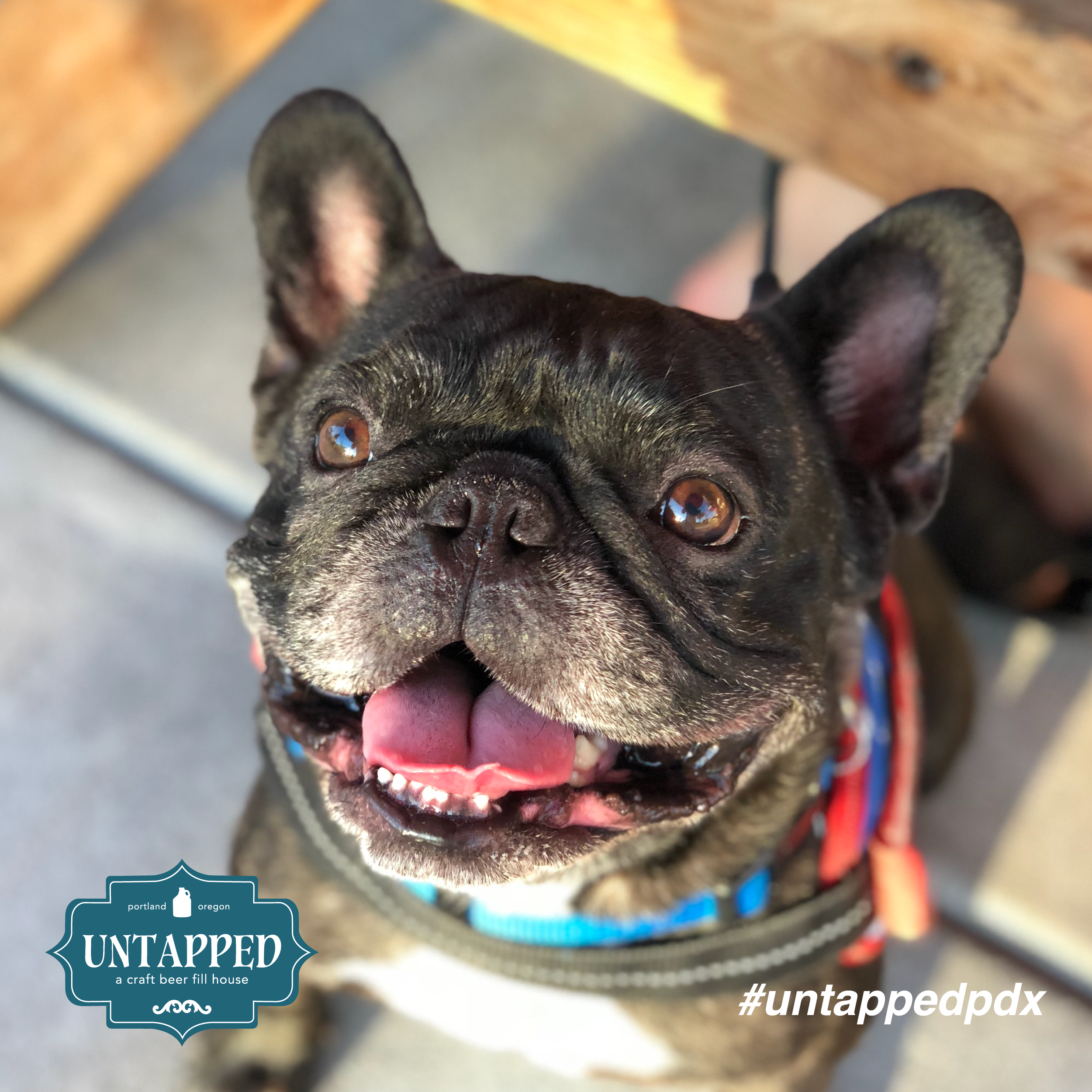 untapped_paws_on_patio_september-05.png