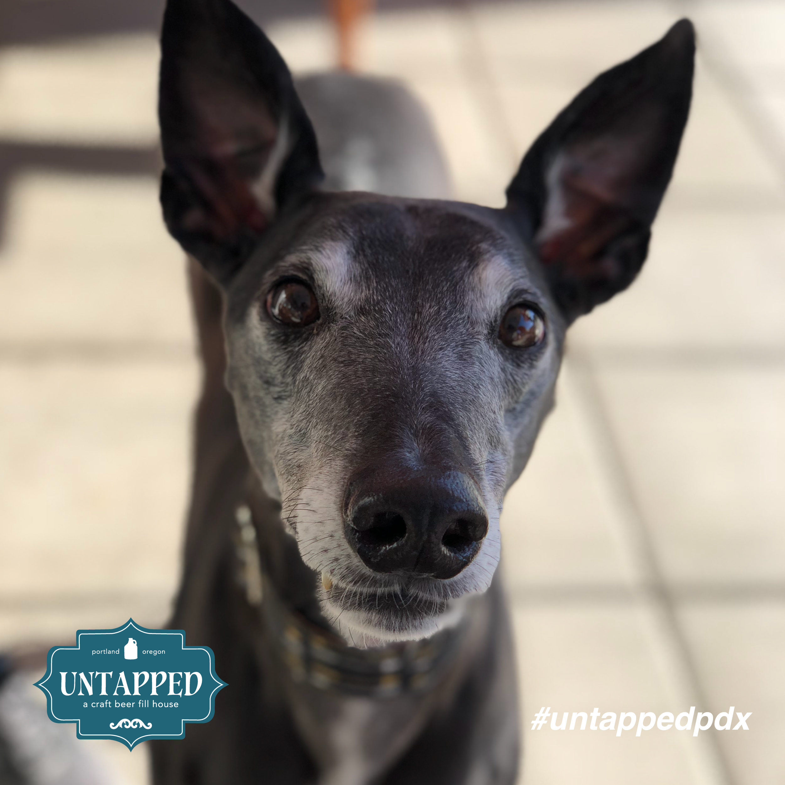 untapped_paws_on_patio_september-01.png
