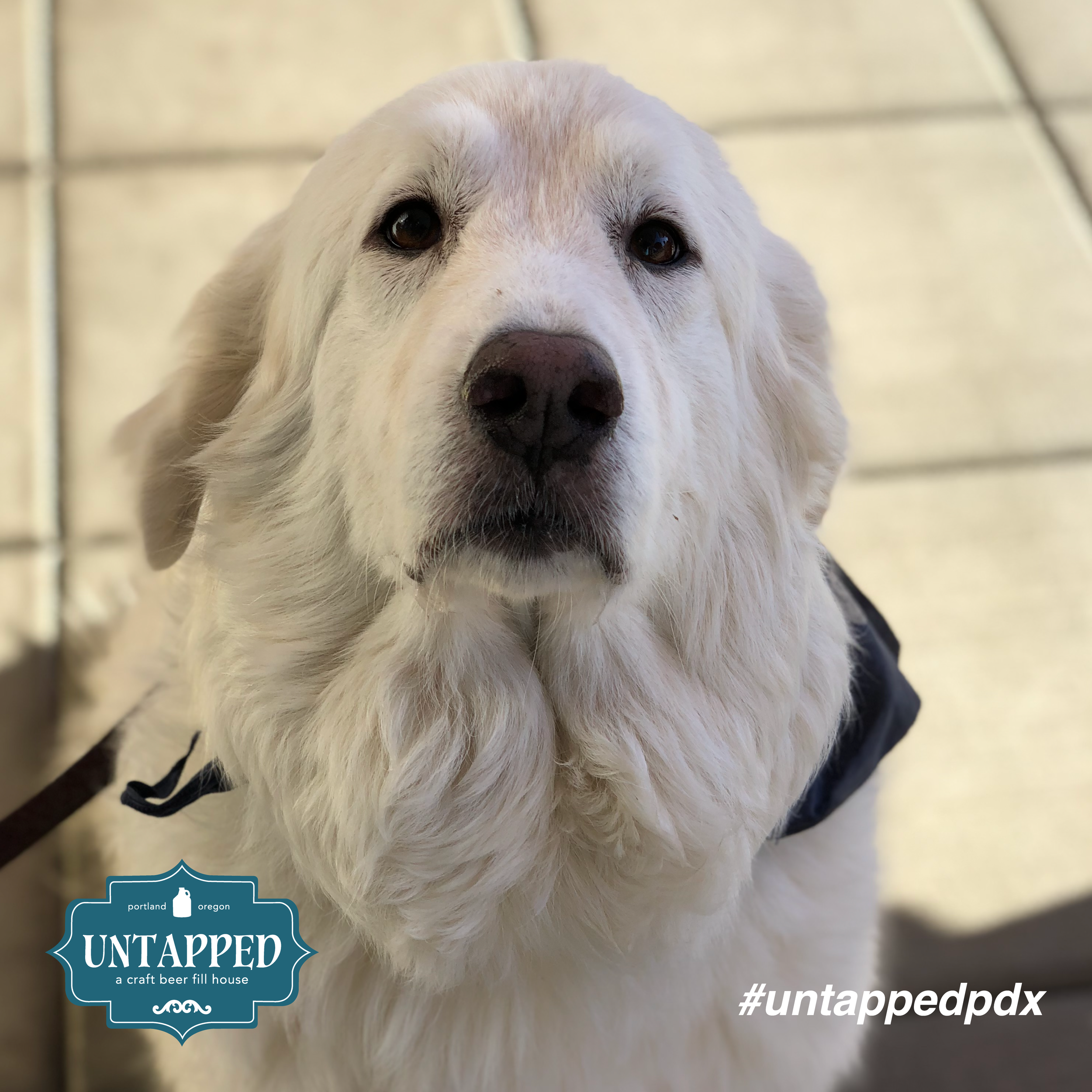 untapped_paws_on_patio_september-02.png