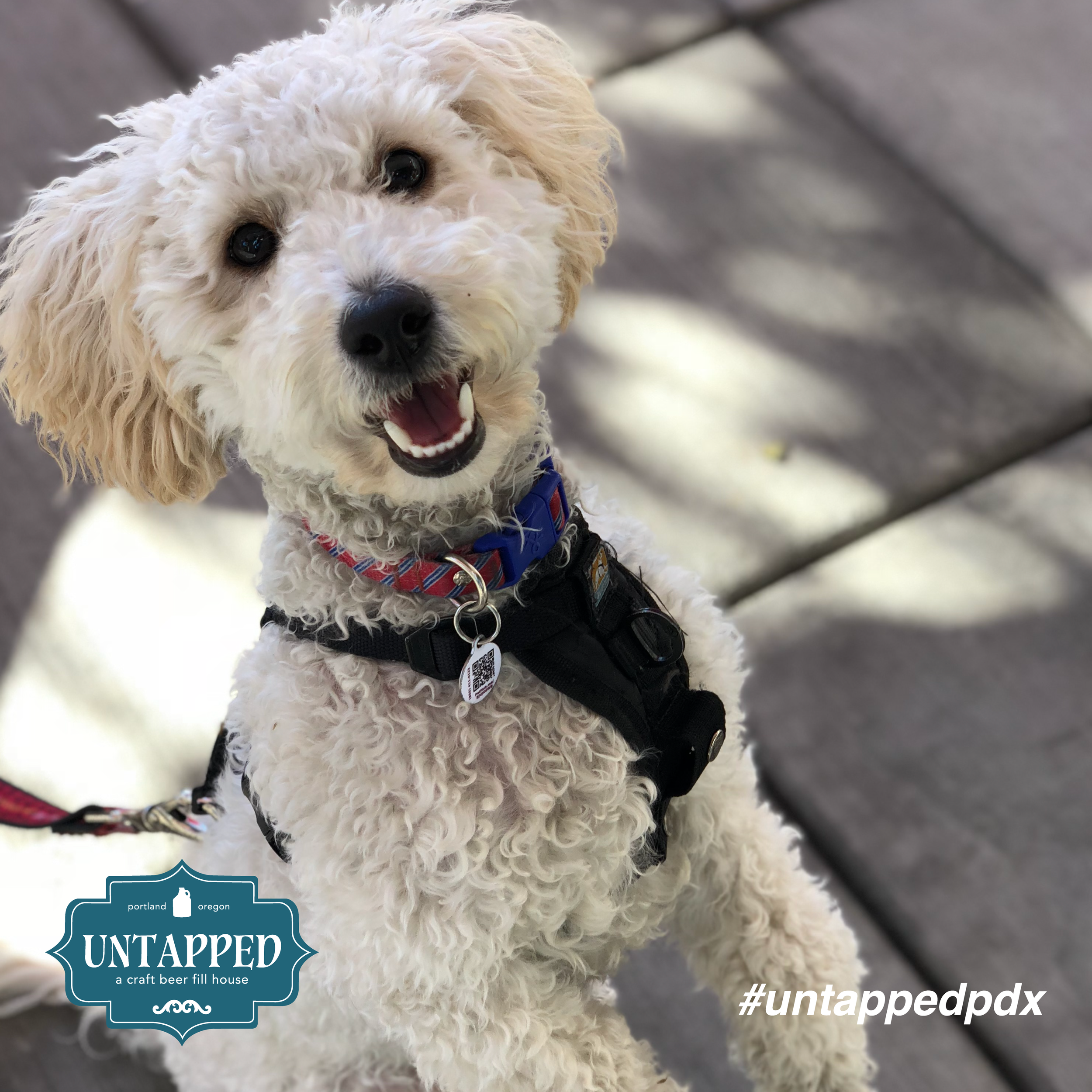untapped_paws_on_patio_september-08.png