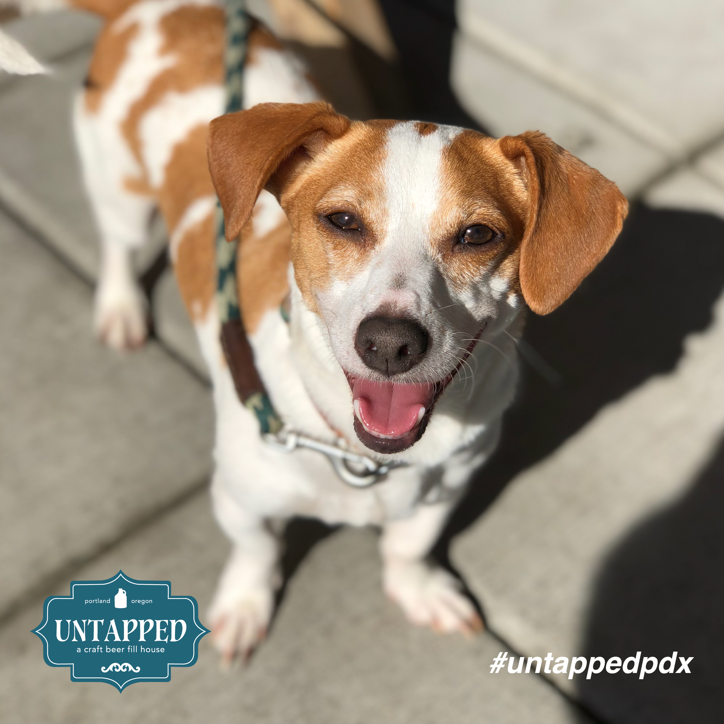 untapped_paws_on_patio_may5-08.png