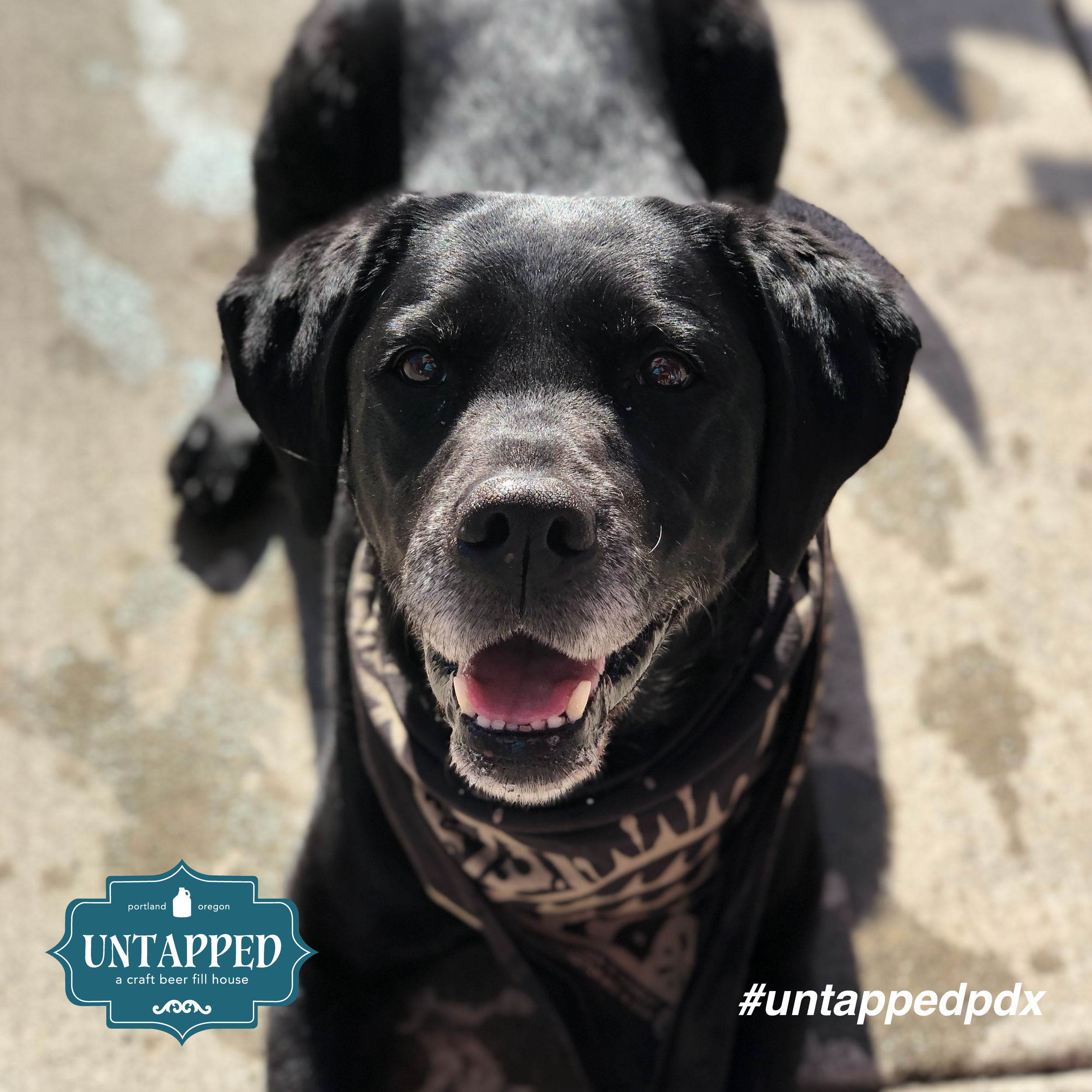 untapped_paws_on_patio_may5-07.png