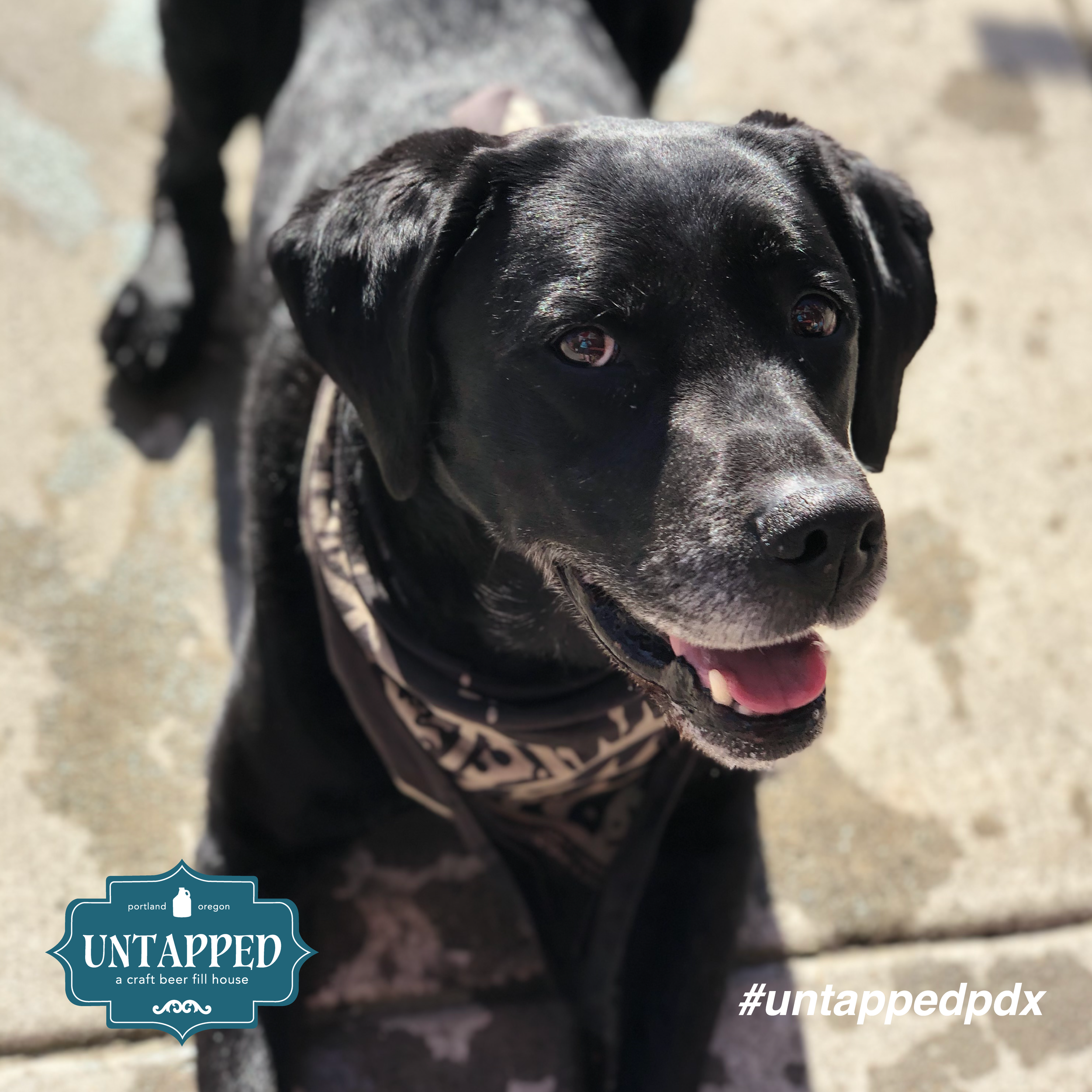 untapped_paws_on_patio_may5-06.png
