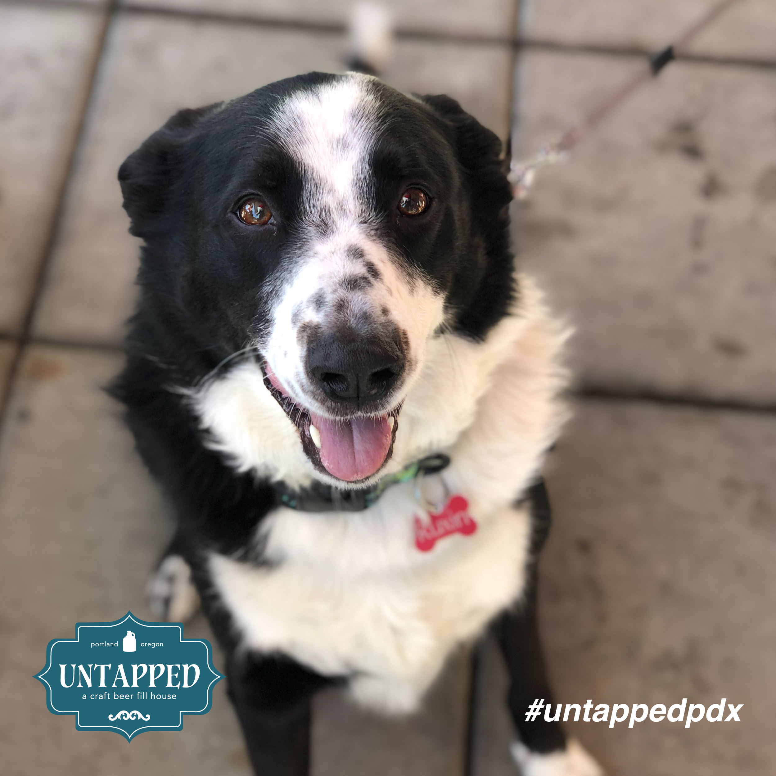 untapped_paws_on_patio_may5-05.png