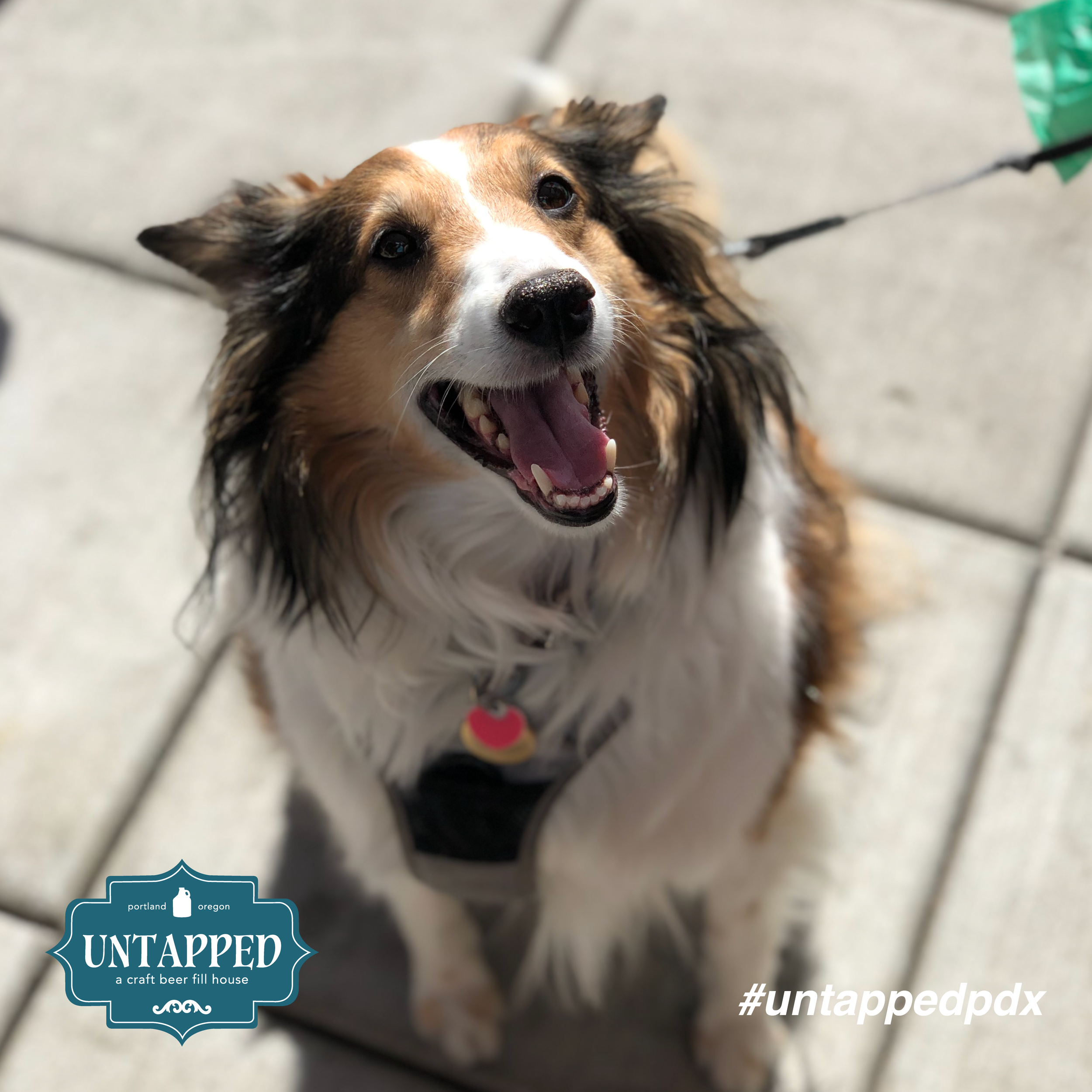 untapped_paws_on_patio_may5-03.png