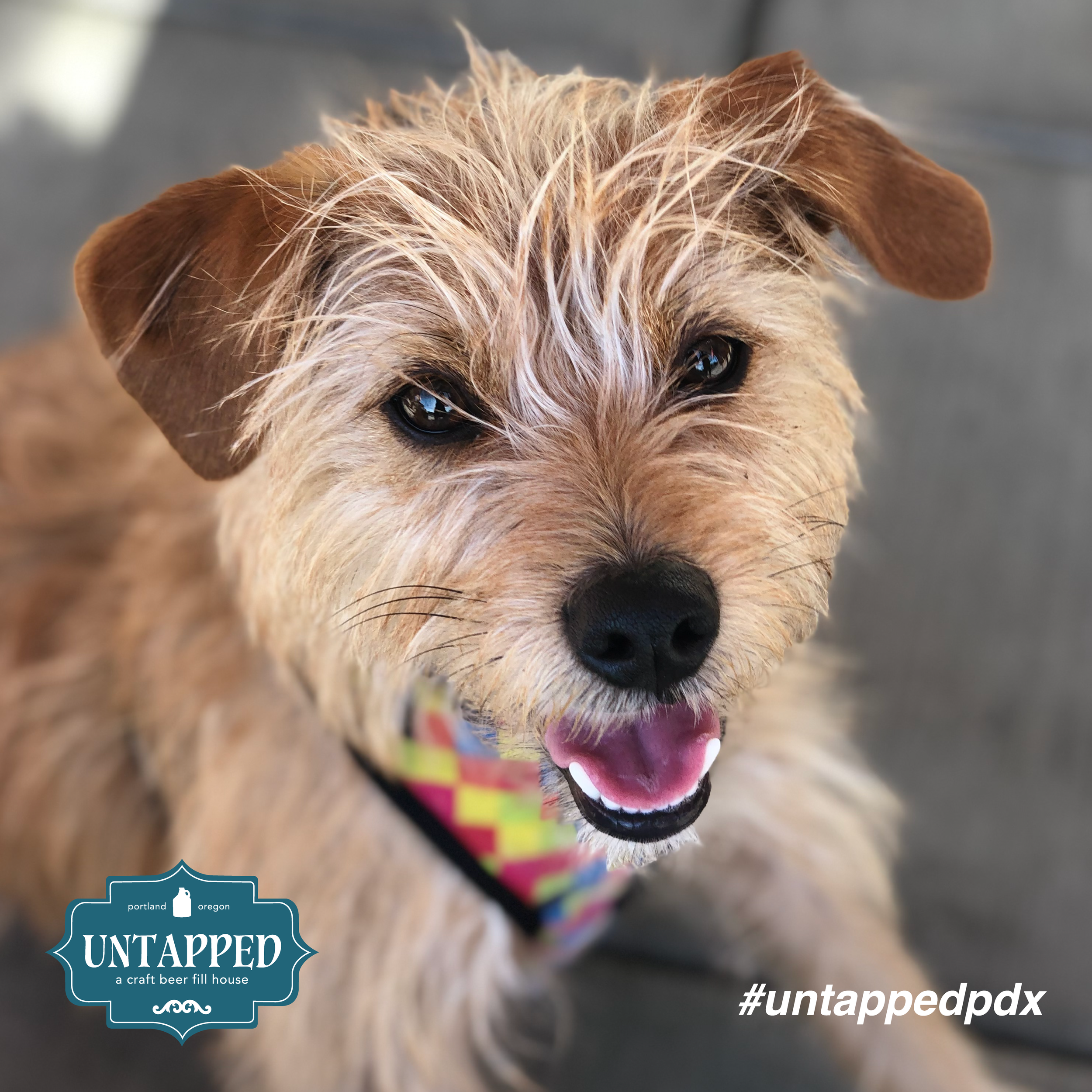 untapped_paws_on_patio_may5-04.png