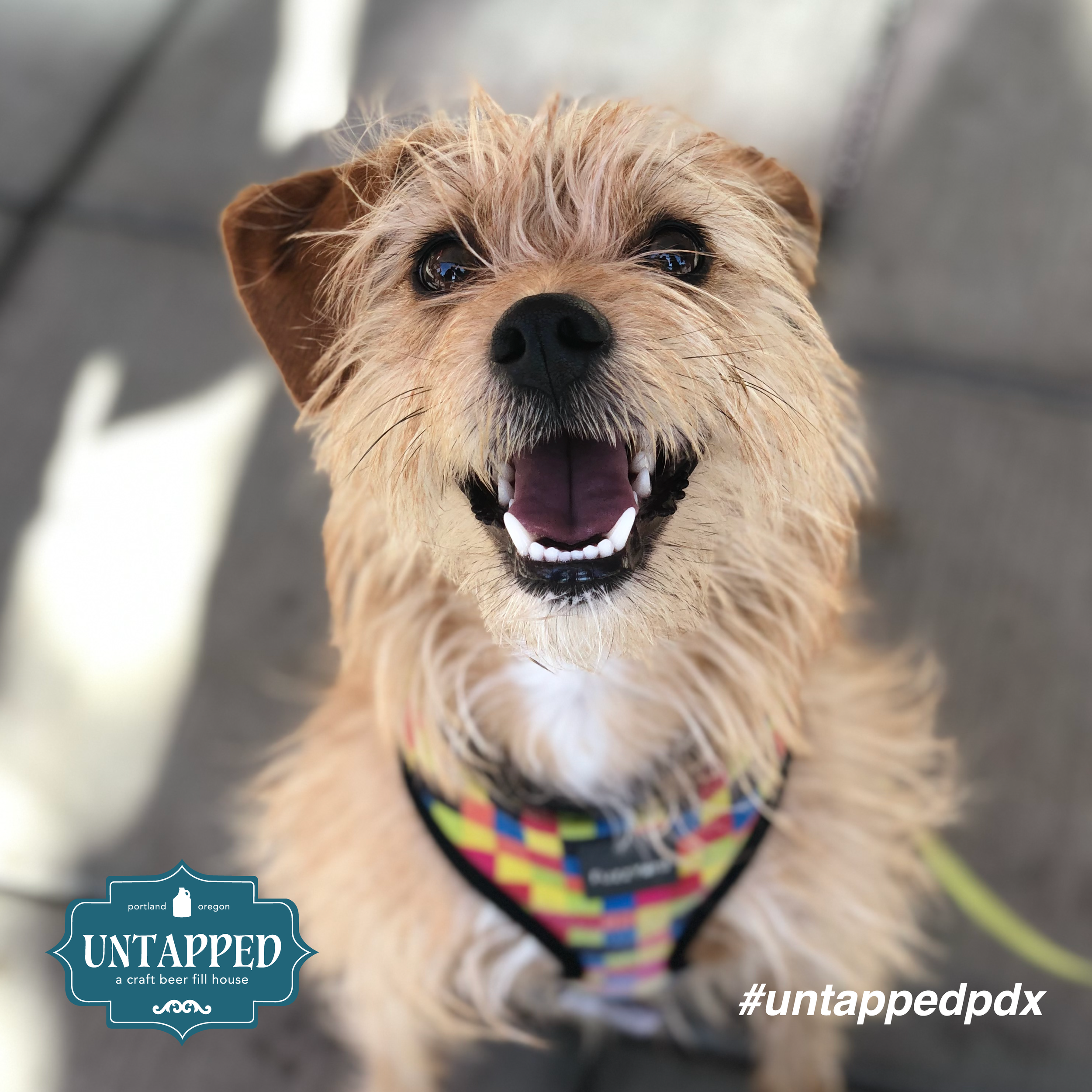 untapped_paws_on_patio_may5-02.png