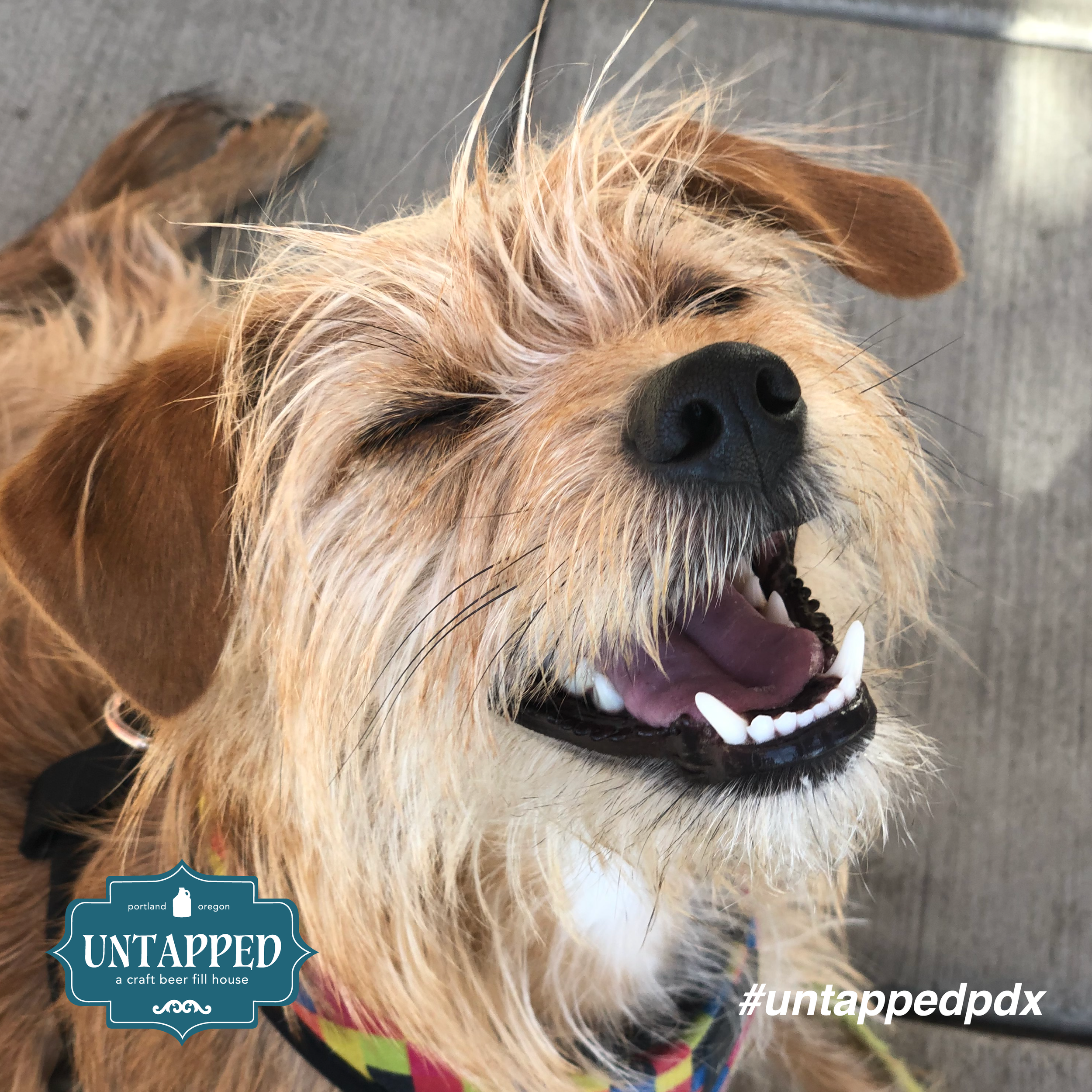untapped_paws_on_patio_may5-01.png