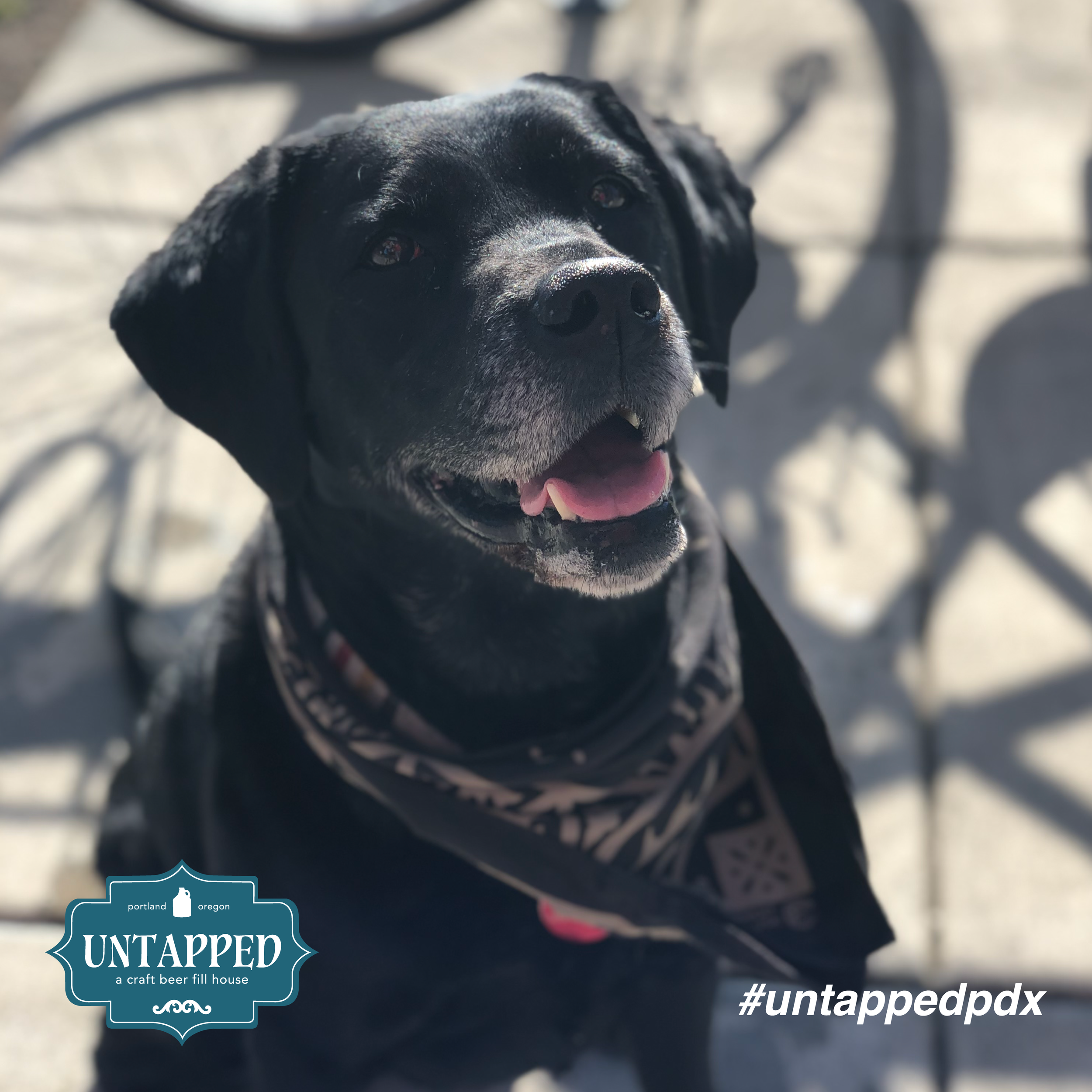 untapped_paws_on_patio_may5-10.png