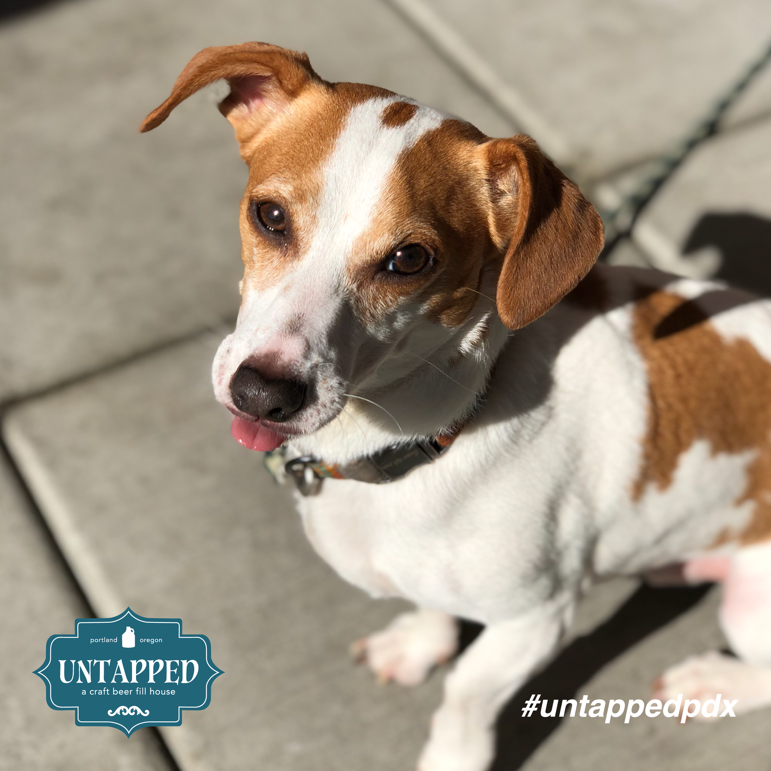 untapped_paws_on_patio_may5-09.png