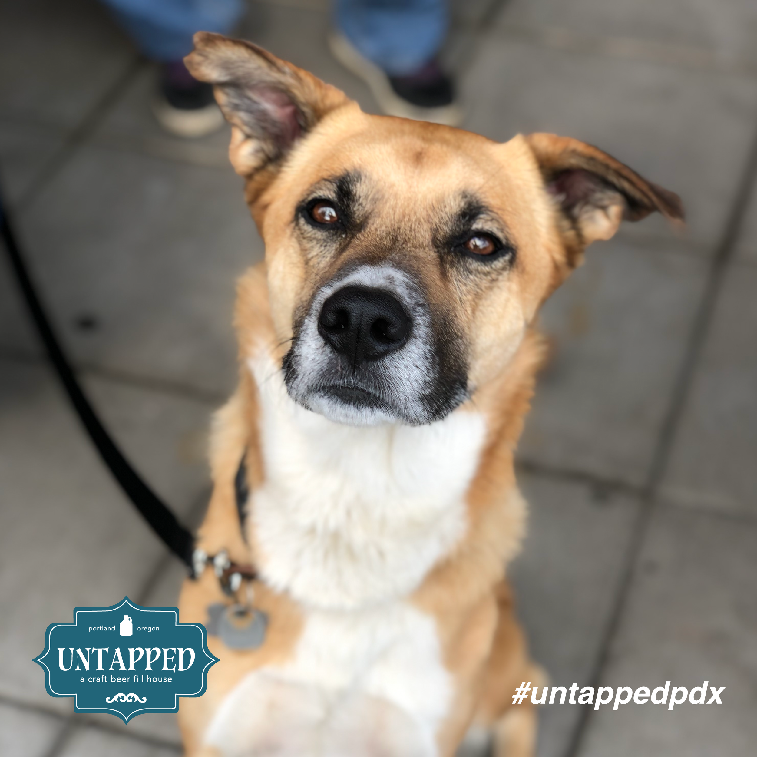 untapped_paws_on_patio_july19-04.png