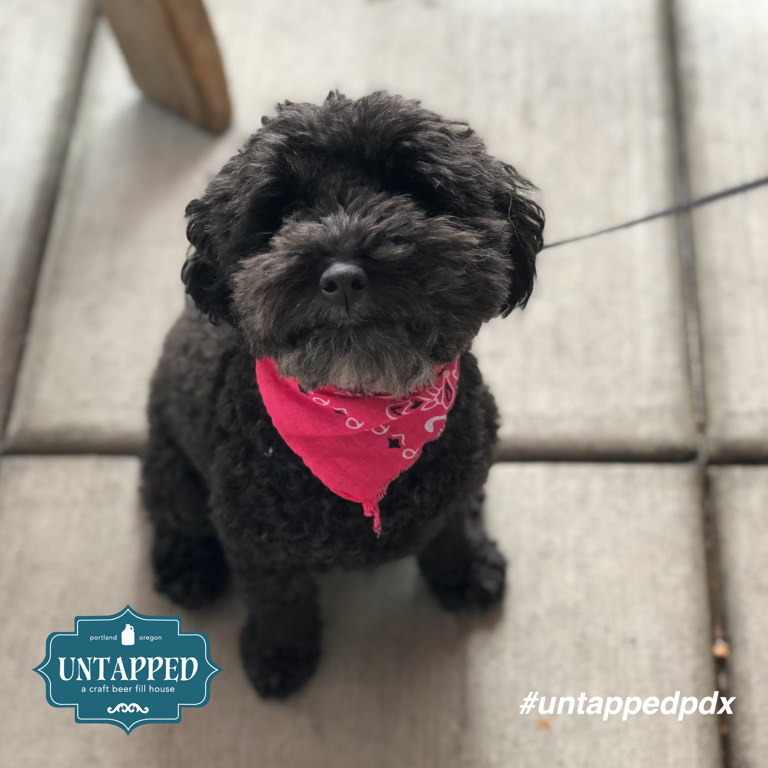 untapped_paws_on_patio_july19-05.png